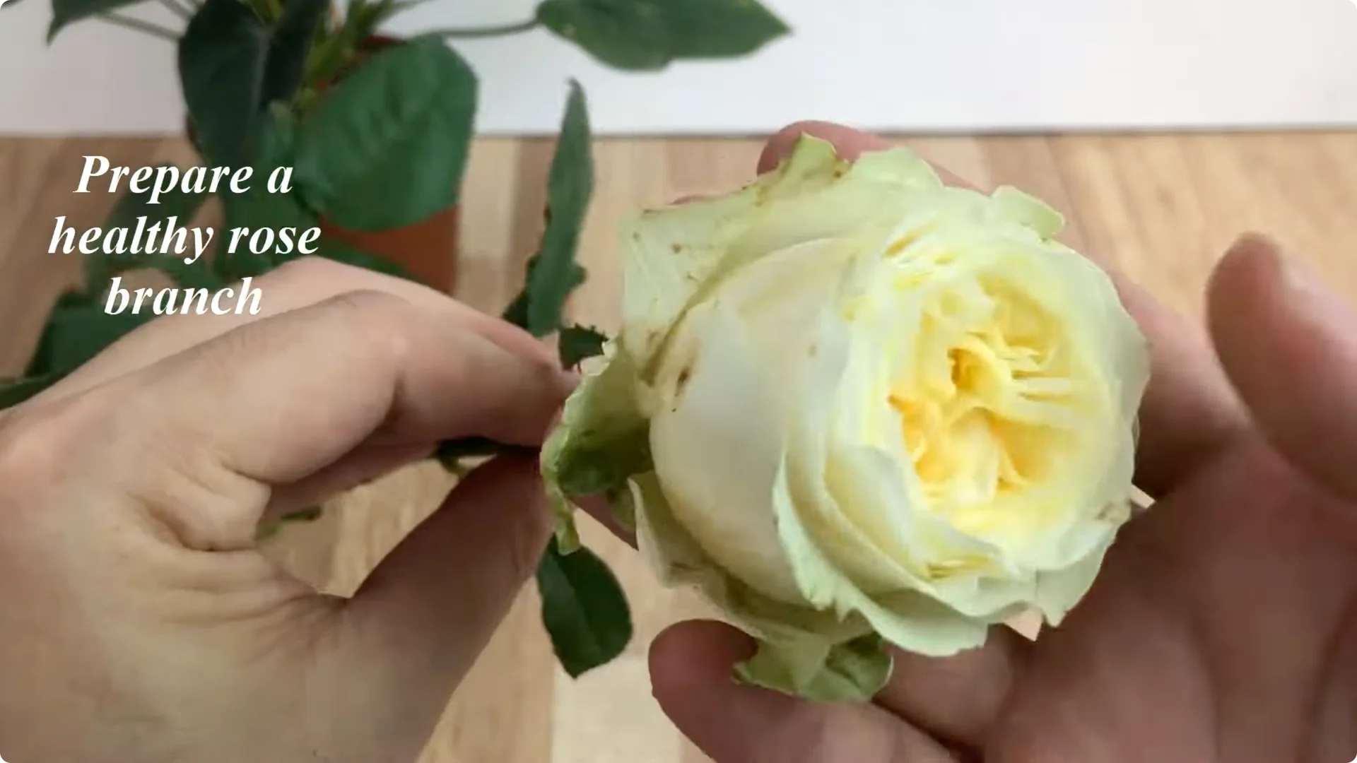 How to Easily Propagate All Types of Roses at Home screenshot 1