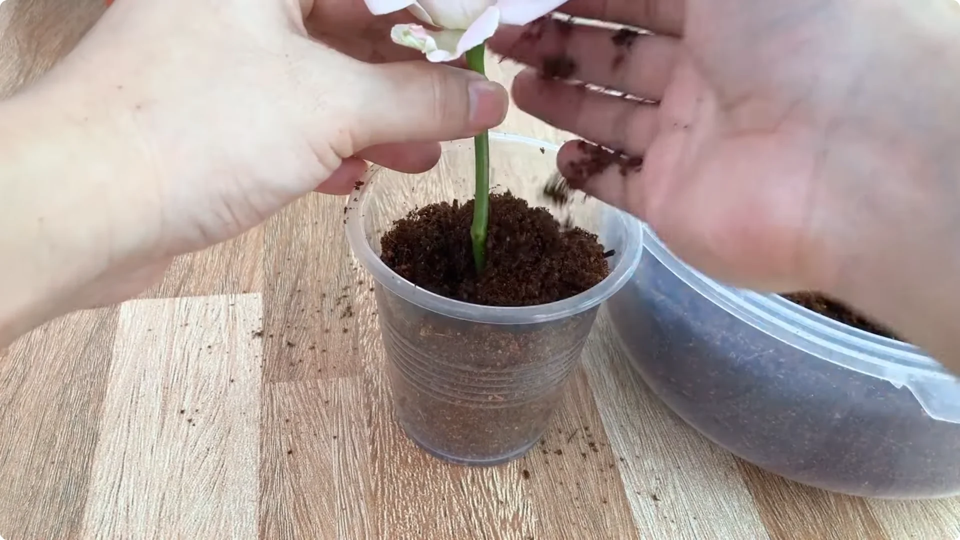 How to Easily Propagate All Types of Roses at Home screenshot 10