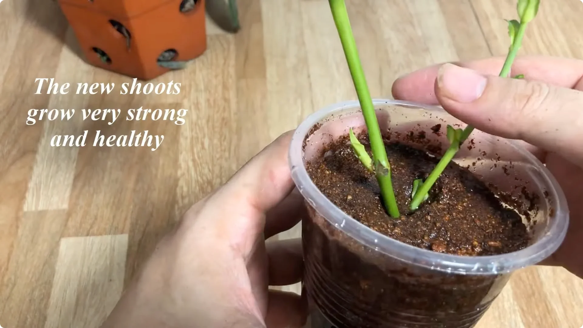 How to Easily Propagate All Types of Roses at Home screenshot 11