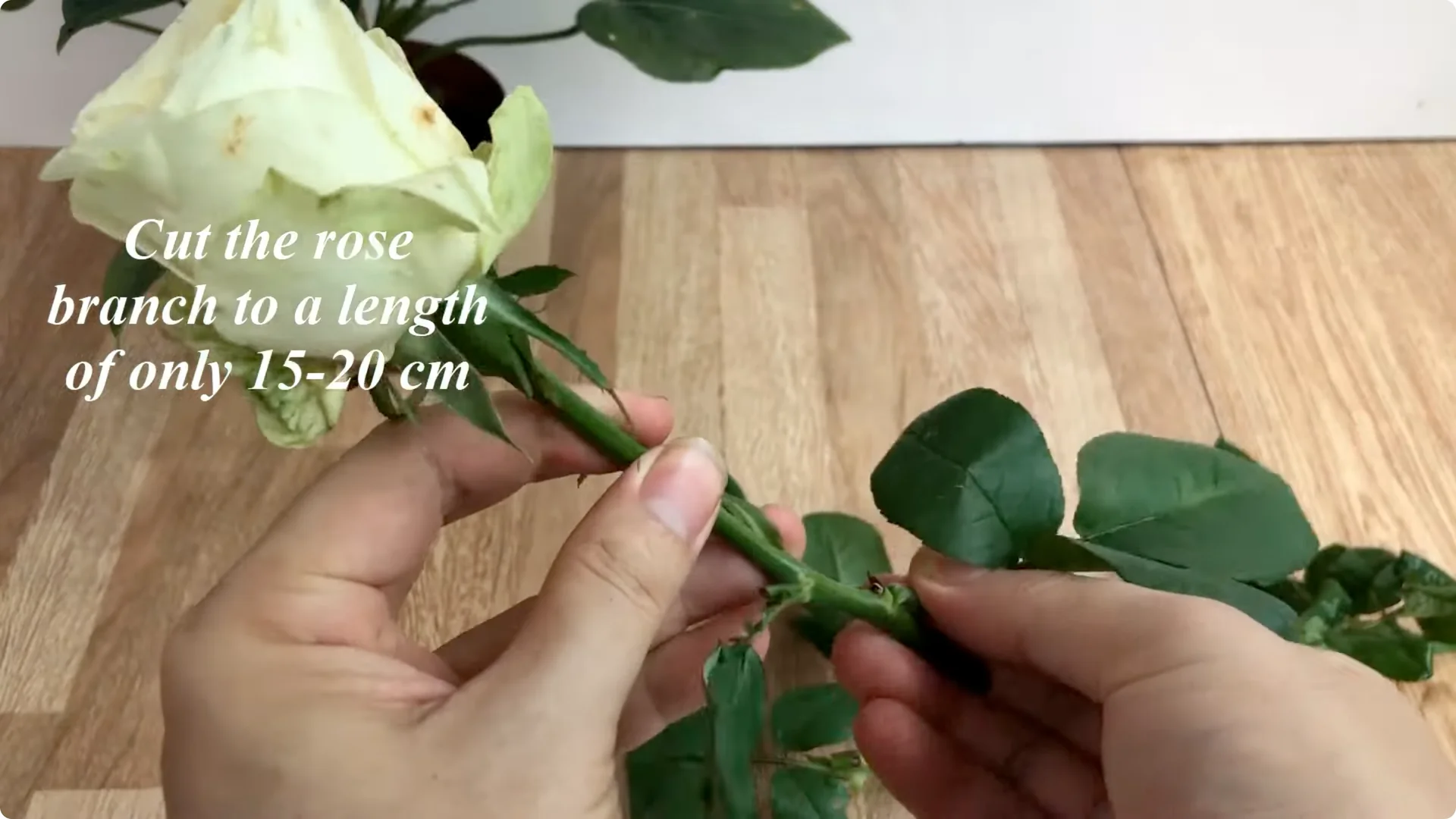 How to Easily Propagate All Types of Roses at Home screenshot 2