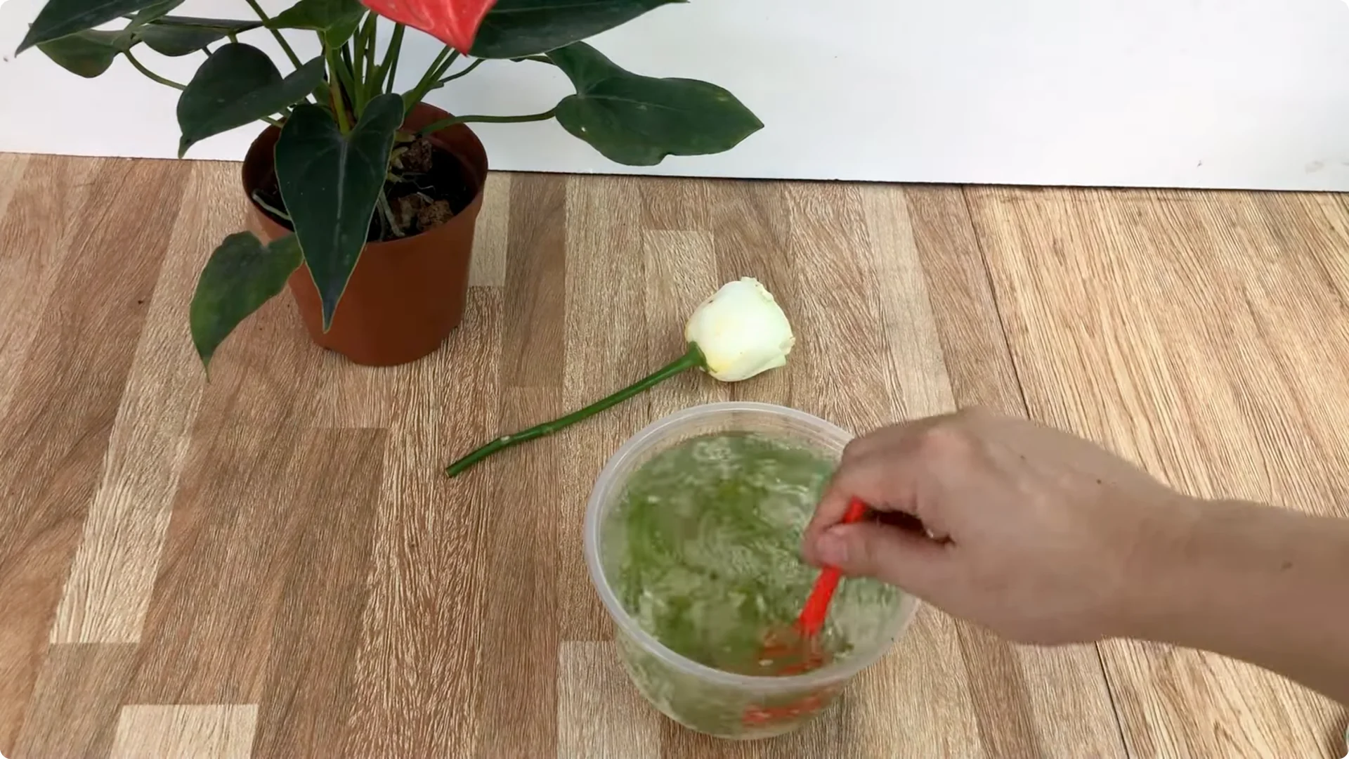 How to Easily Propagate All Types of Roses at Home screenshot 4