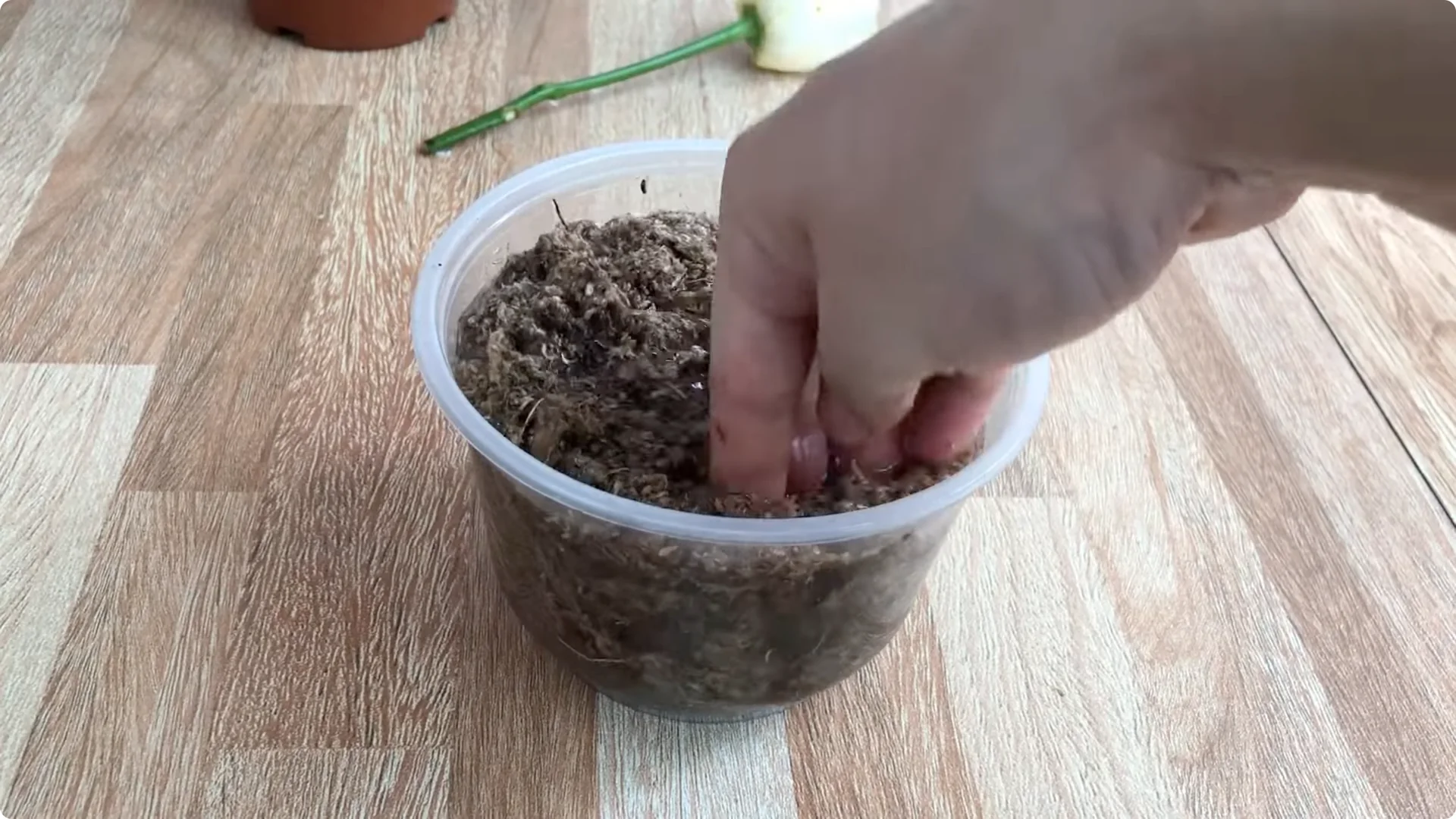 How to Easily Propagate All Types of Roses at Home screenshot 5