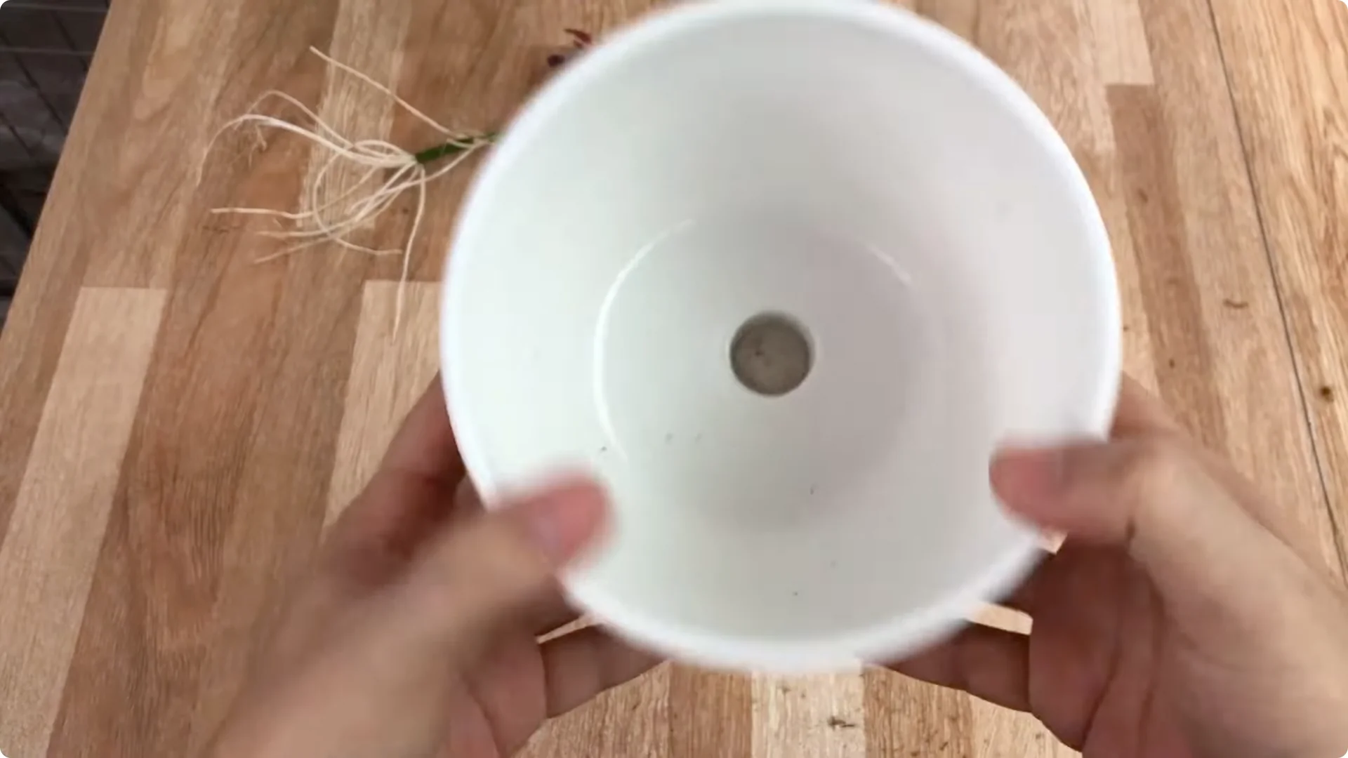 How to Easily Propagate All Types of Roses at Home screenshot 6