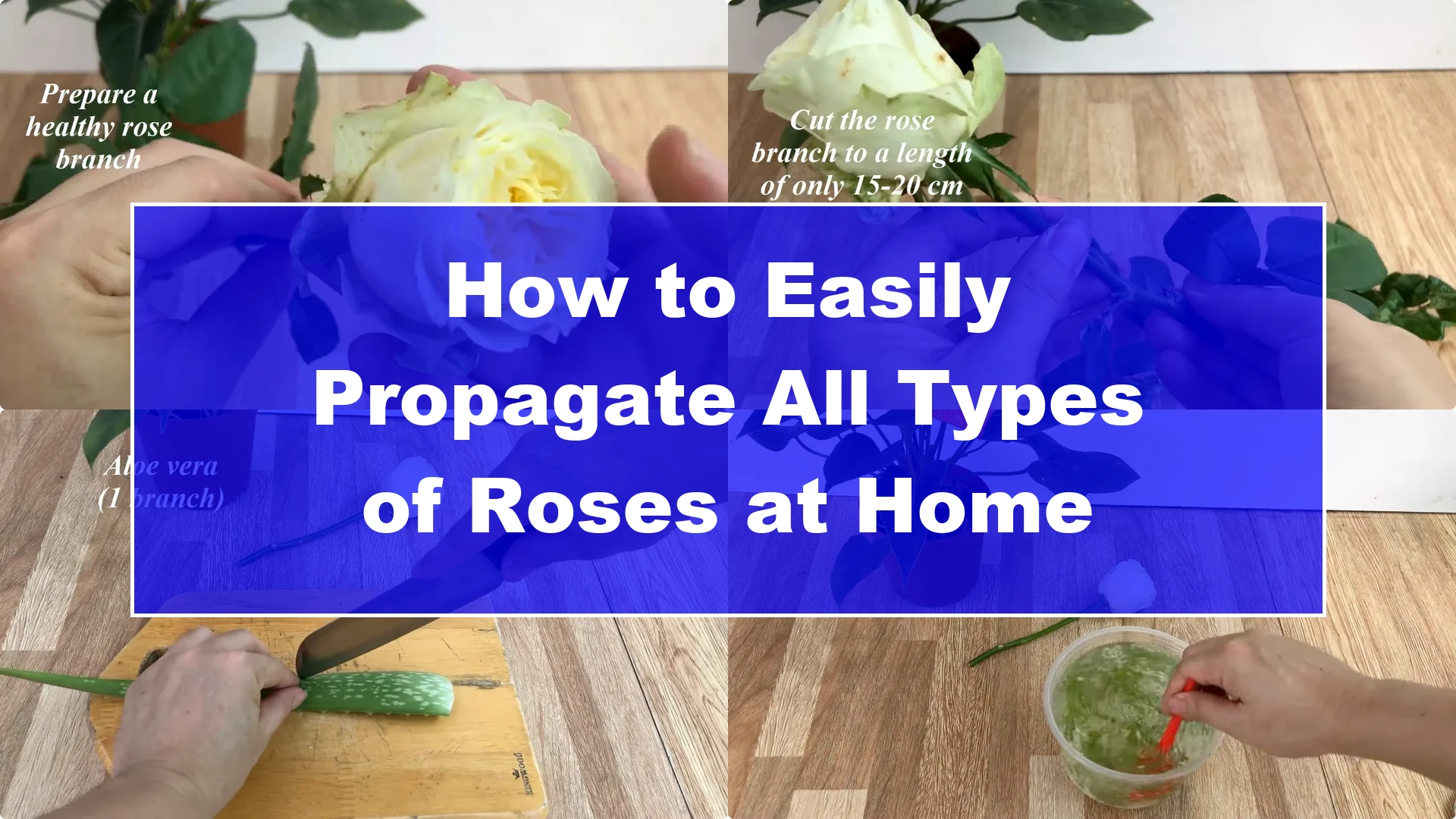 How to Easily Propagate All Types of Roses at Home - Featured Image