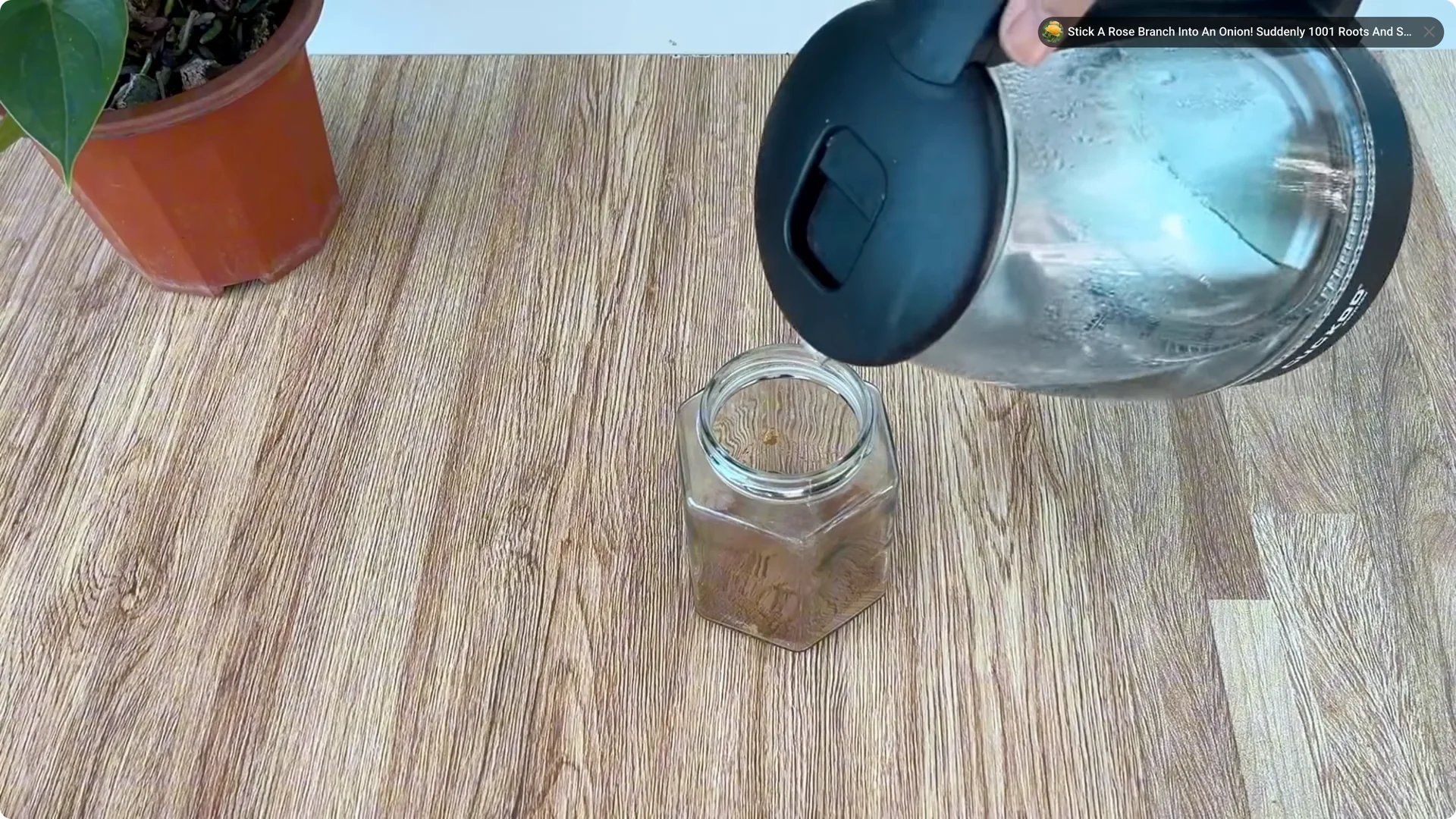 How to Grow Roses That Root and Bloom All Year Long screenshot 1