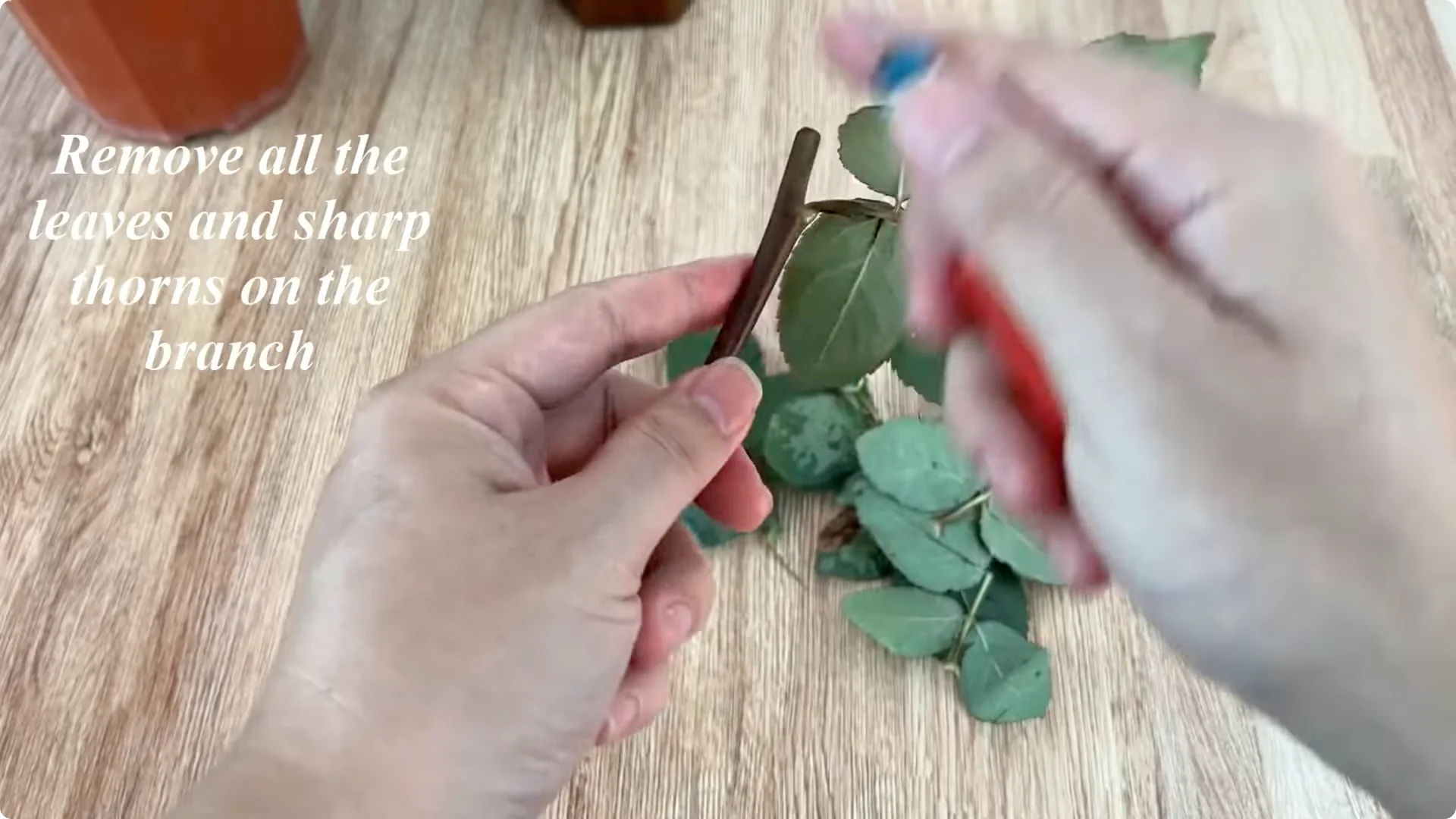 How to Grow Roses That Root and Bloom All Year Long screenshot 2