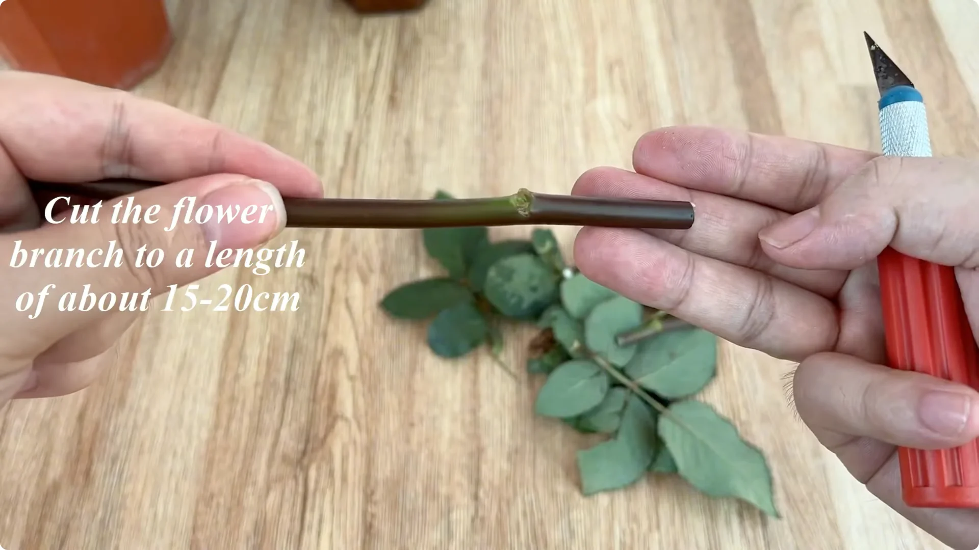 How to Grow Roses That Root and Bloom All Year Long screenshot 3