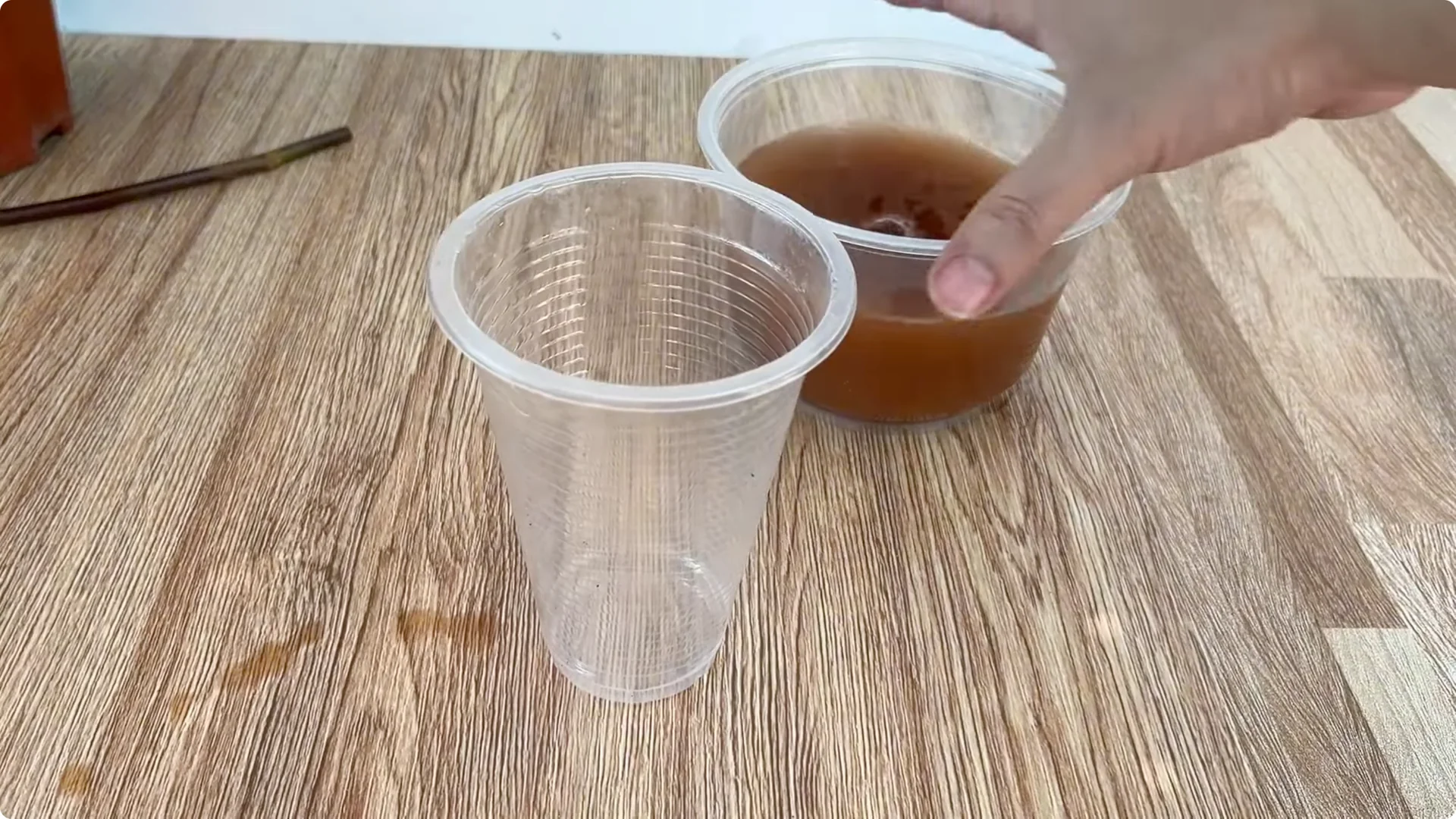 How to Grow Roses That Root and Bloom All Year Long screenshot 5