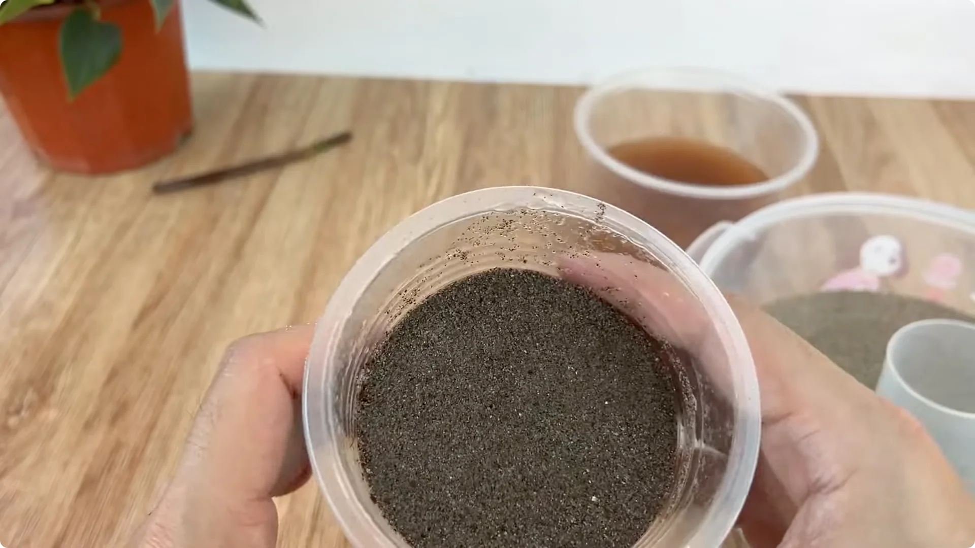 How to Grow Roses That Root and Bloom All Year Long screenshot 6