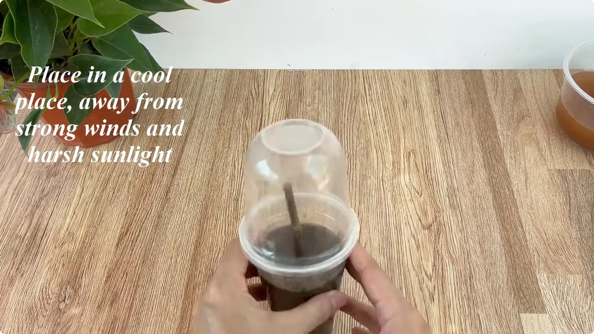 How to Grow Roses That Root and Bloom All Year Long screenshot 7