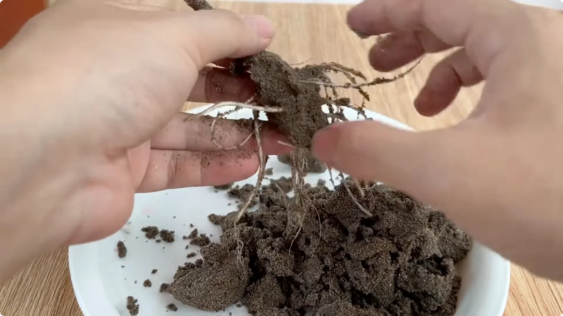 How to Grow Roses That Root and Bloom All Year Long screenshot 8