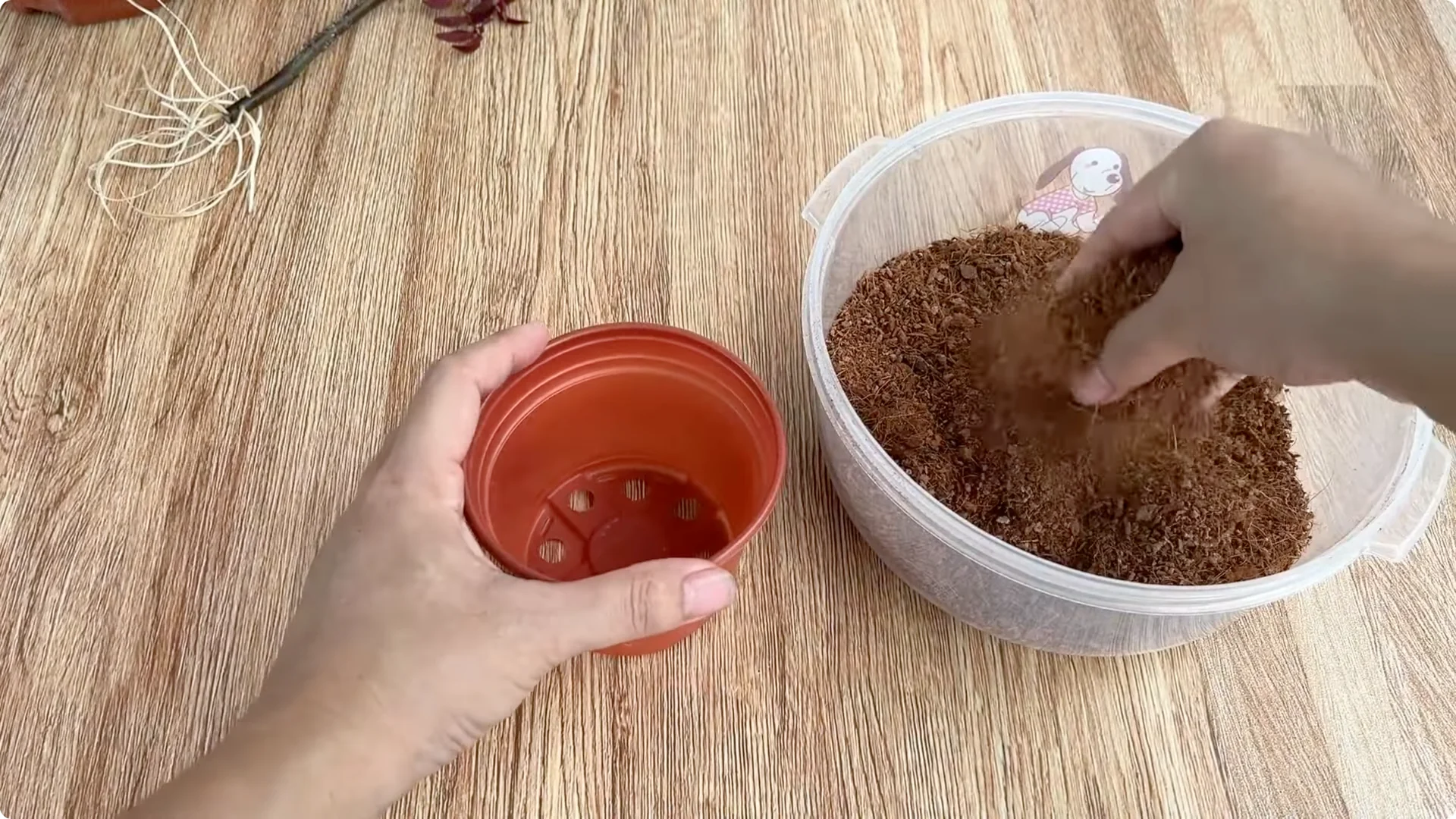 How to Grow Roses That Root and Bloom All Year Long screenshot 9