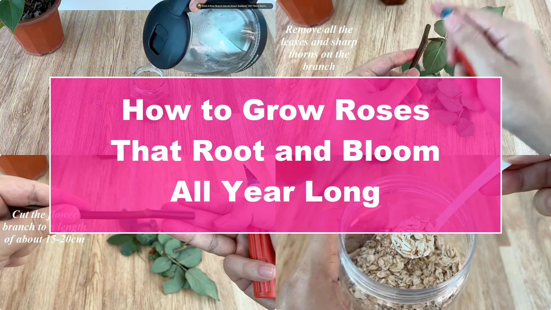 How to Grow Roses That Root and Bloom All Year Long - Featured Image