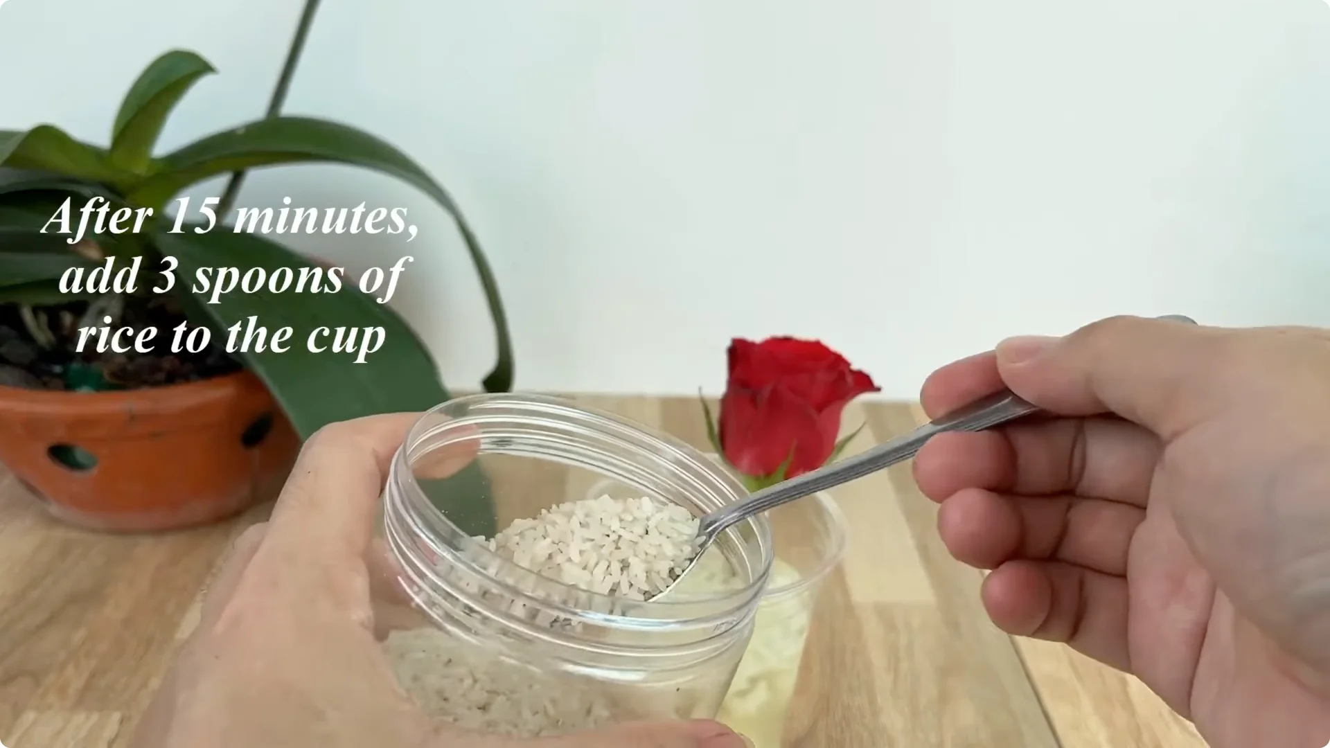 How to Help Rose Branches Root and Bloom Abundantly screenshot 4