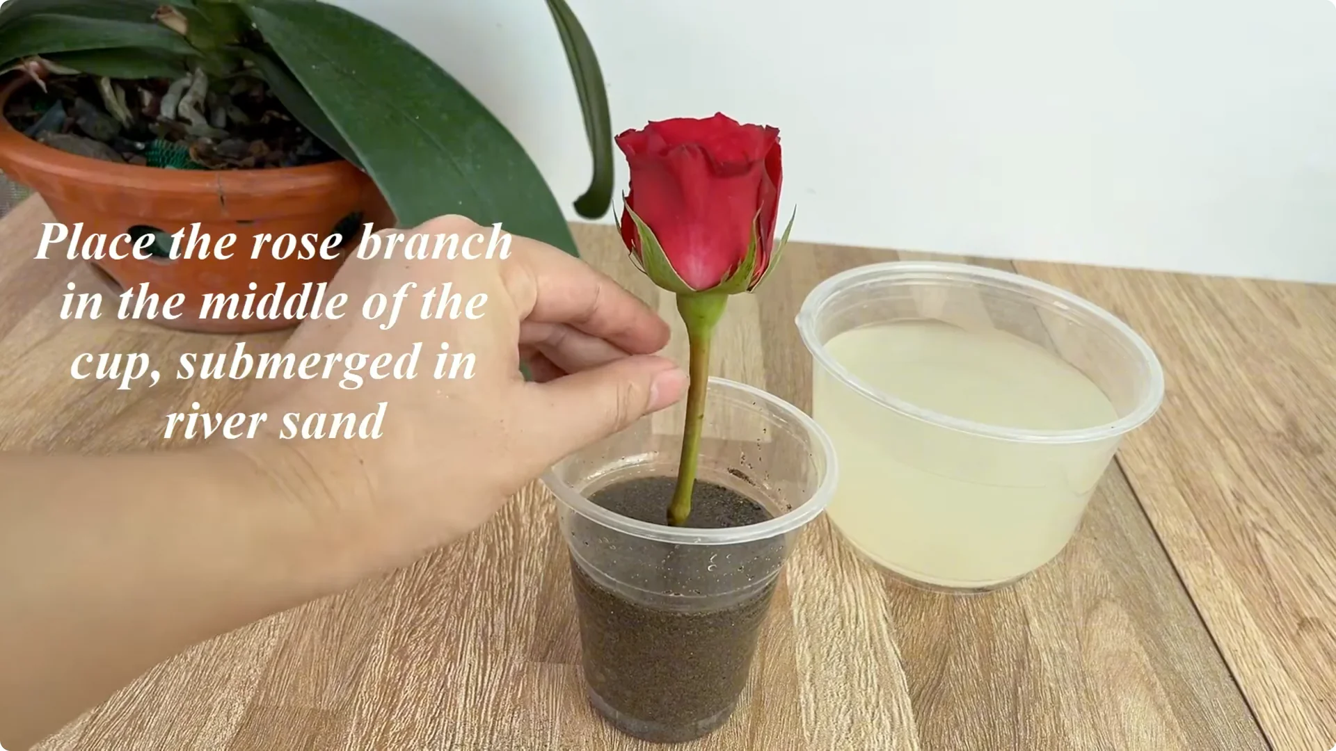 How to Help Rose Branches Root and Bloom Abundantly screenshot 6