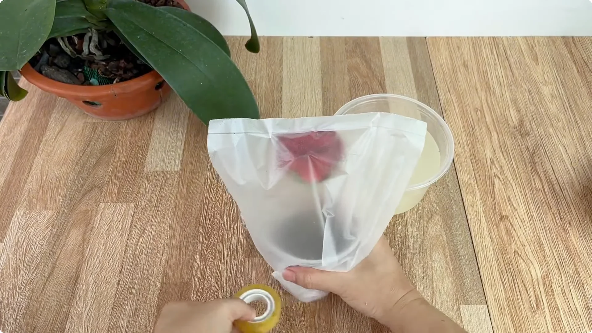 How to Help Rose Branches Root and Bloom Abundantly screenshot 7