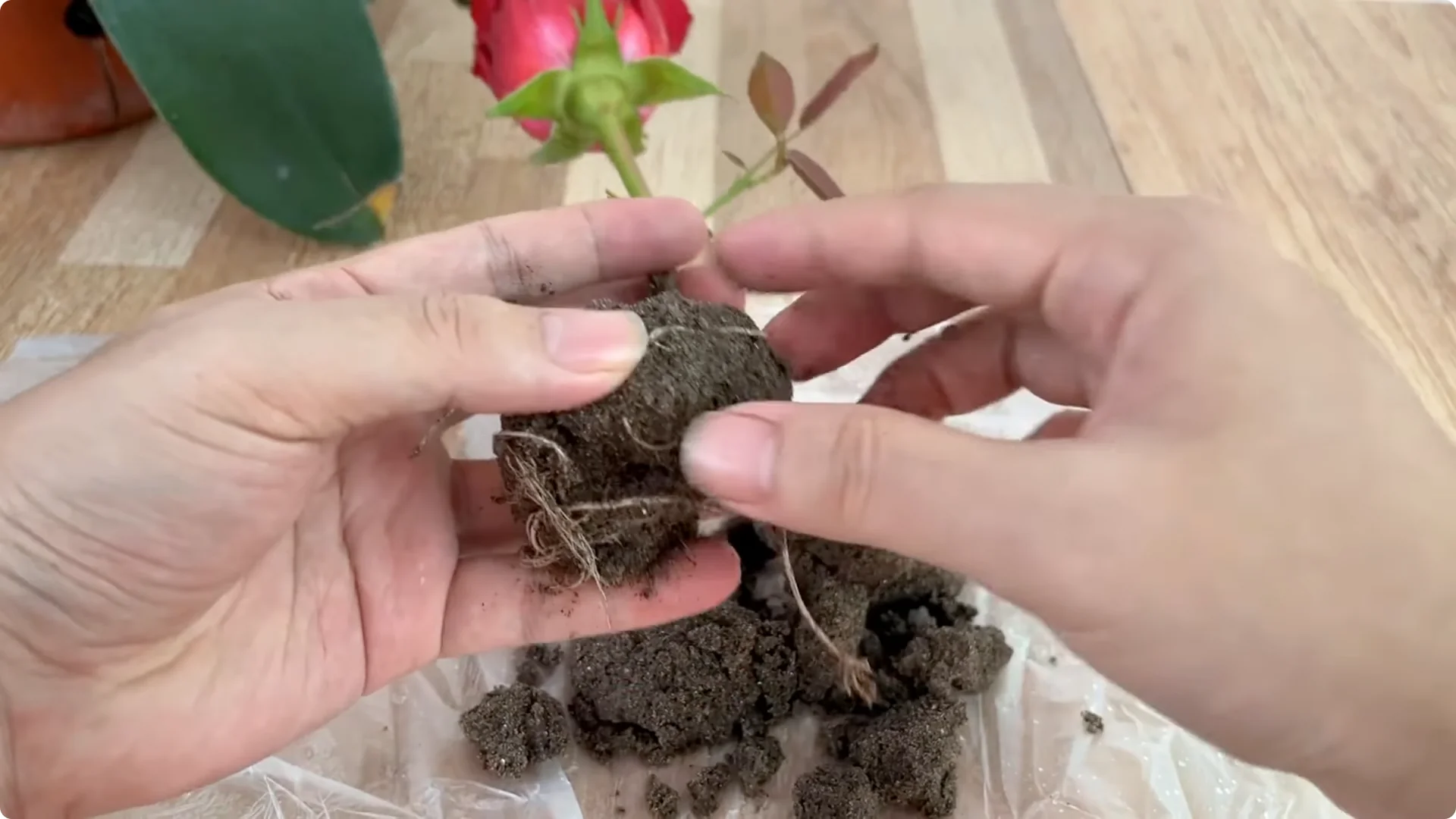 How to Help Rose Branches Root and Bloom Abundantly screenshot 8