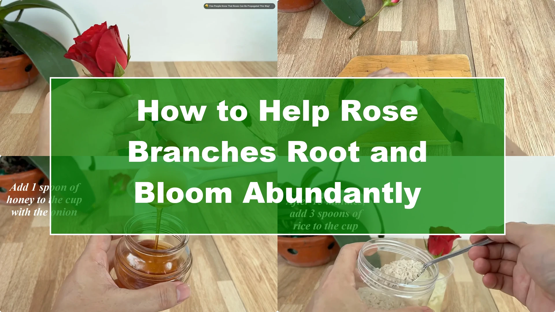 How to Help Rose Branches Root and Bloom Abundantly - Featured Image