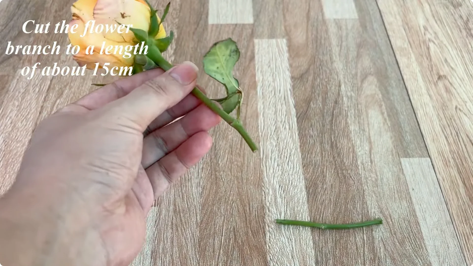 How to Help Rose Branches Root and Bloom Better Than Ever screenshot 1