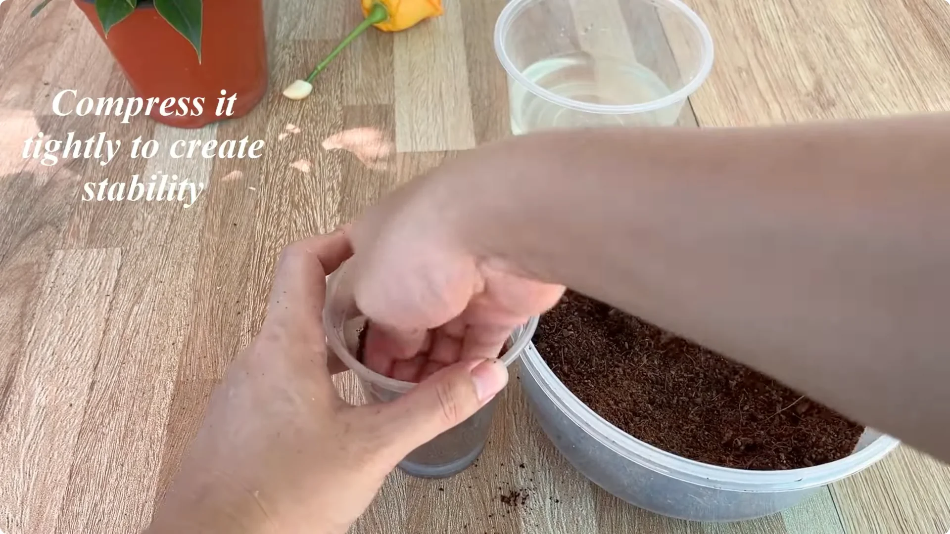 How to Help Rose Branches Root and Bloom Better Than Ever screenshot 12