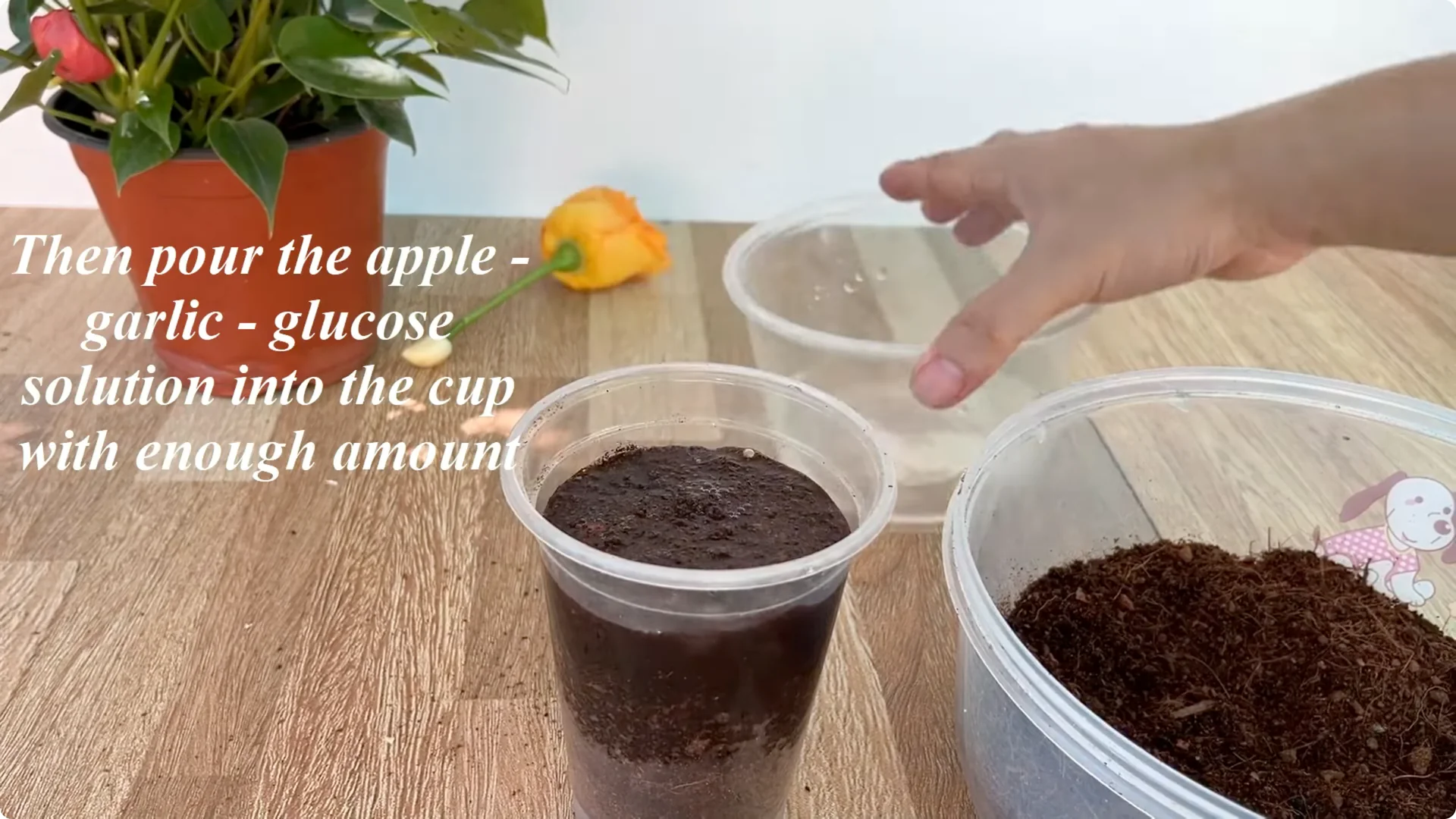 How to Help Rose Branches Root and Bloom Better Than Ever screenshot 13