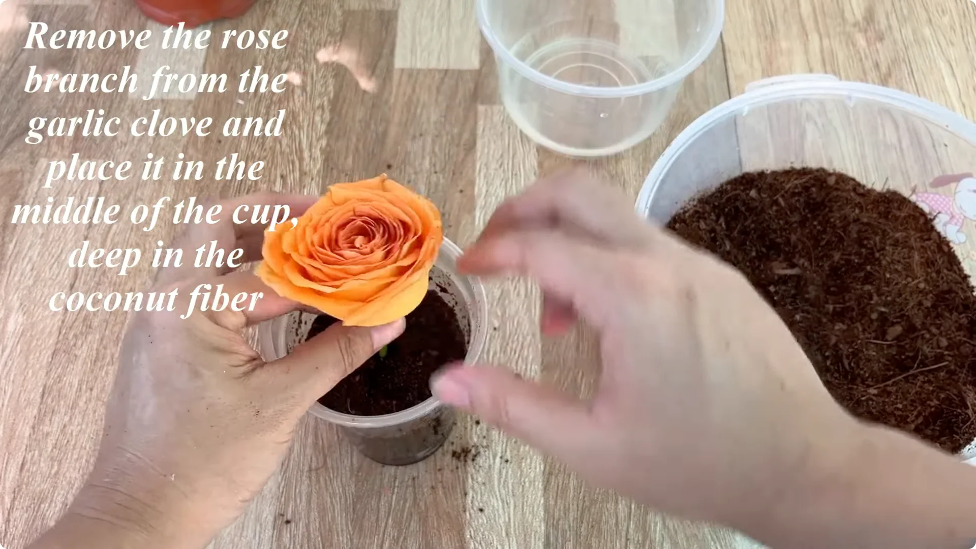 How to Help Rose Branches Root and Bloom Better Than Ever screenshot 14