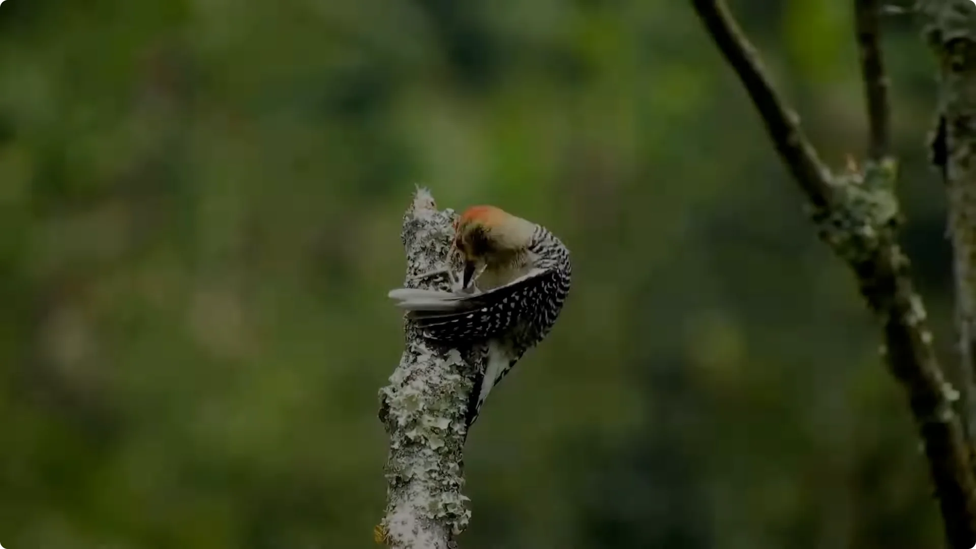 How to Help Rose Branches Root and Bloom Better Than Ever screenshot 16