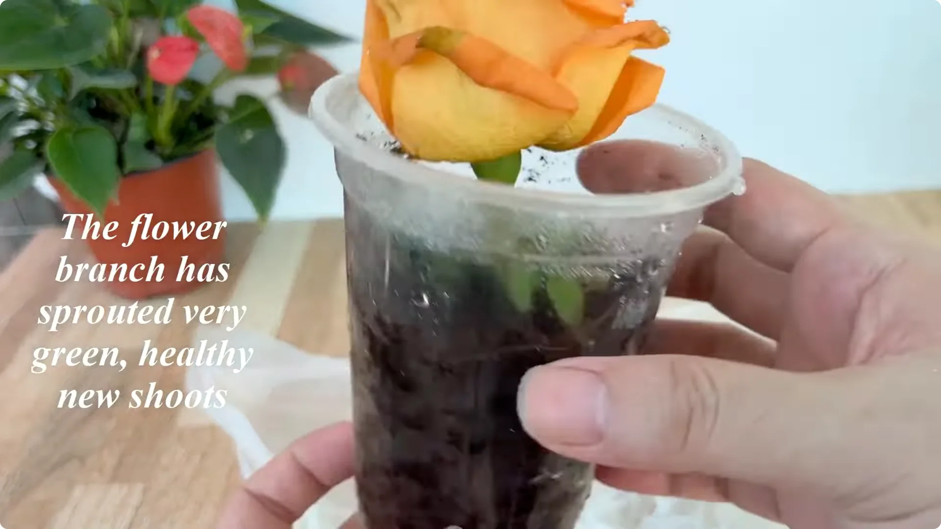 How to Help Rose Branches Root and Bloom Better Than Ever screenshot 17