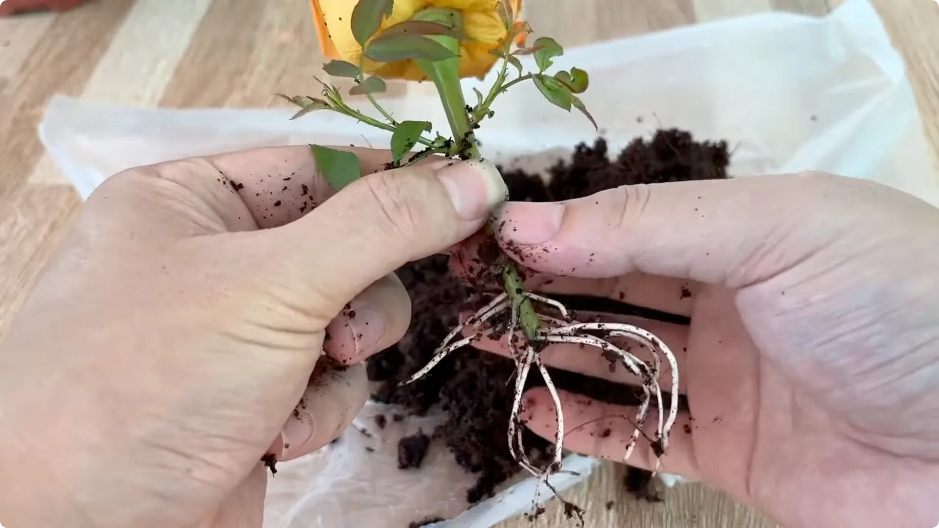How to Help Rose Branches Root and Bloom Better Than Ever screenshot 18