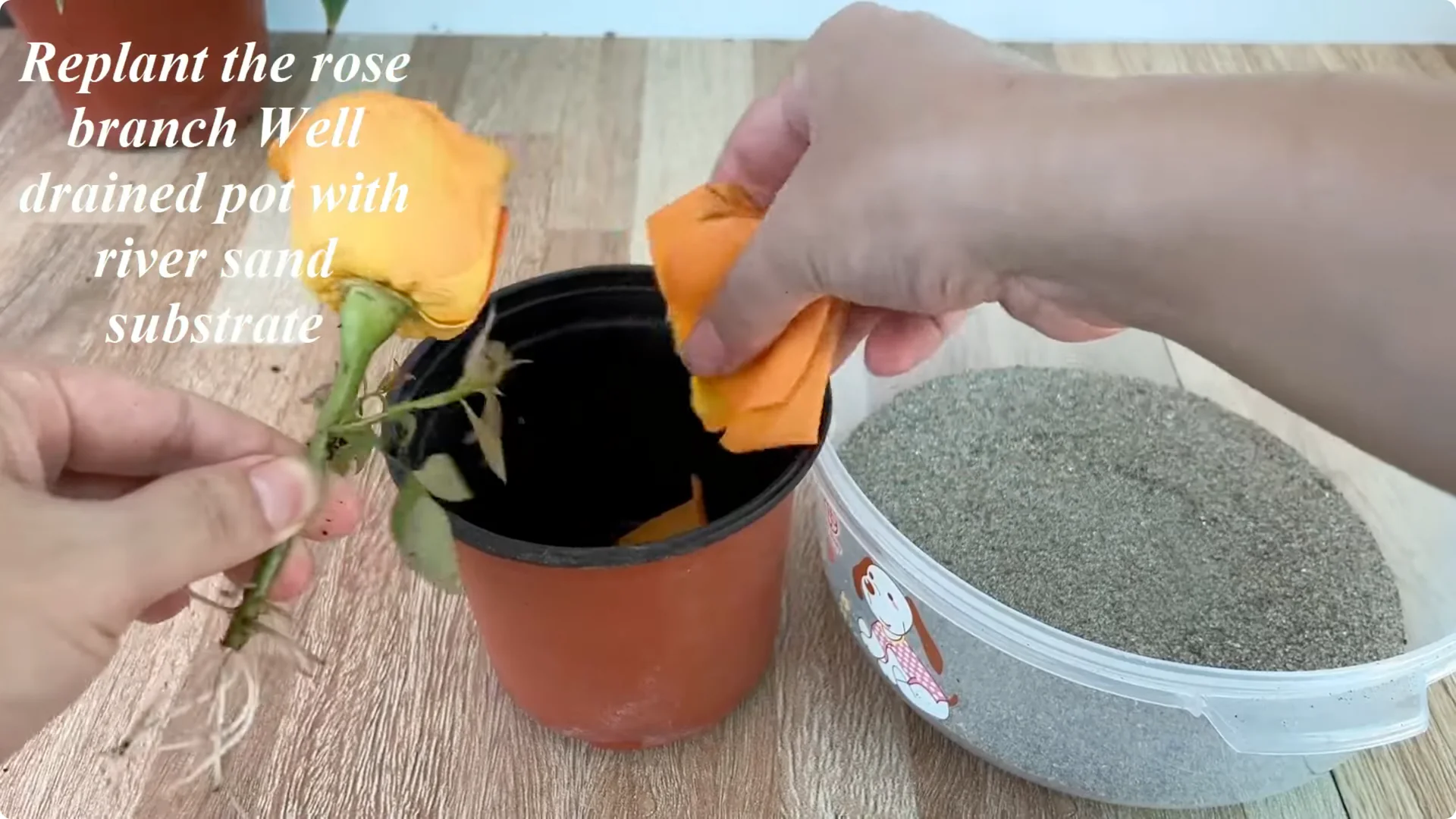 How to Help Rose Branches Root and Bloom Better Than Ever screenshot 19