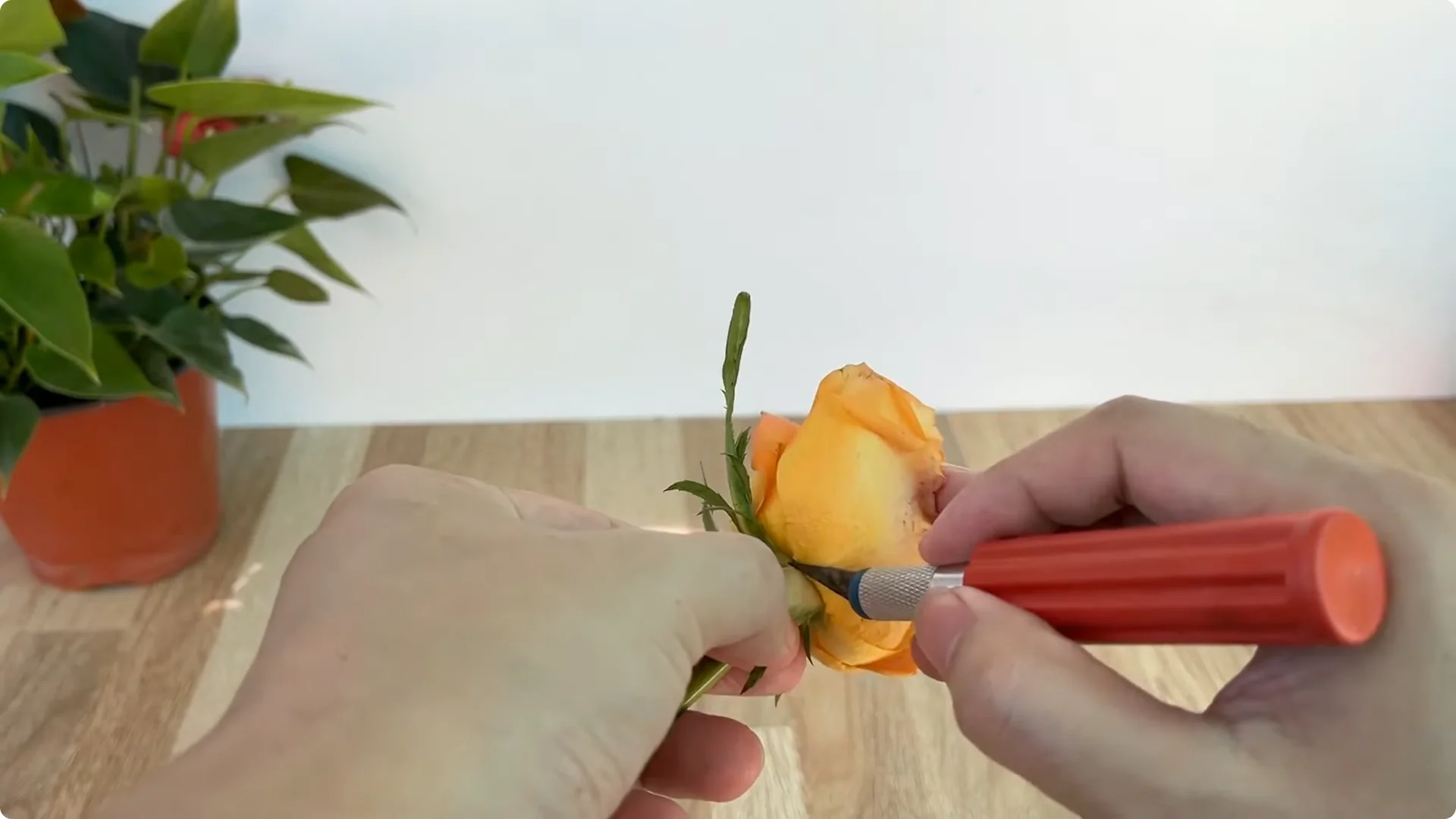 How to Help Rose Branches Root and Bloom Better Than Ever screenshot 2