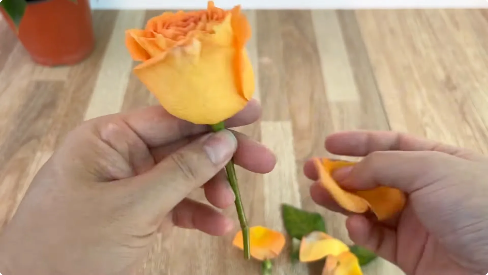 How to Help Rose Branches Root and Bloom Better Than Ever screenshot 3