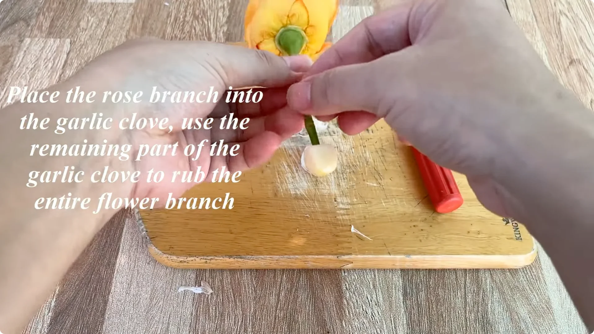 How to Help Rose Branches Root and Bloom Better Than Ever screenshot 6