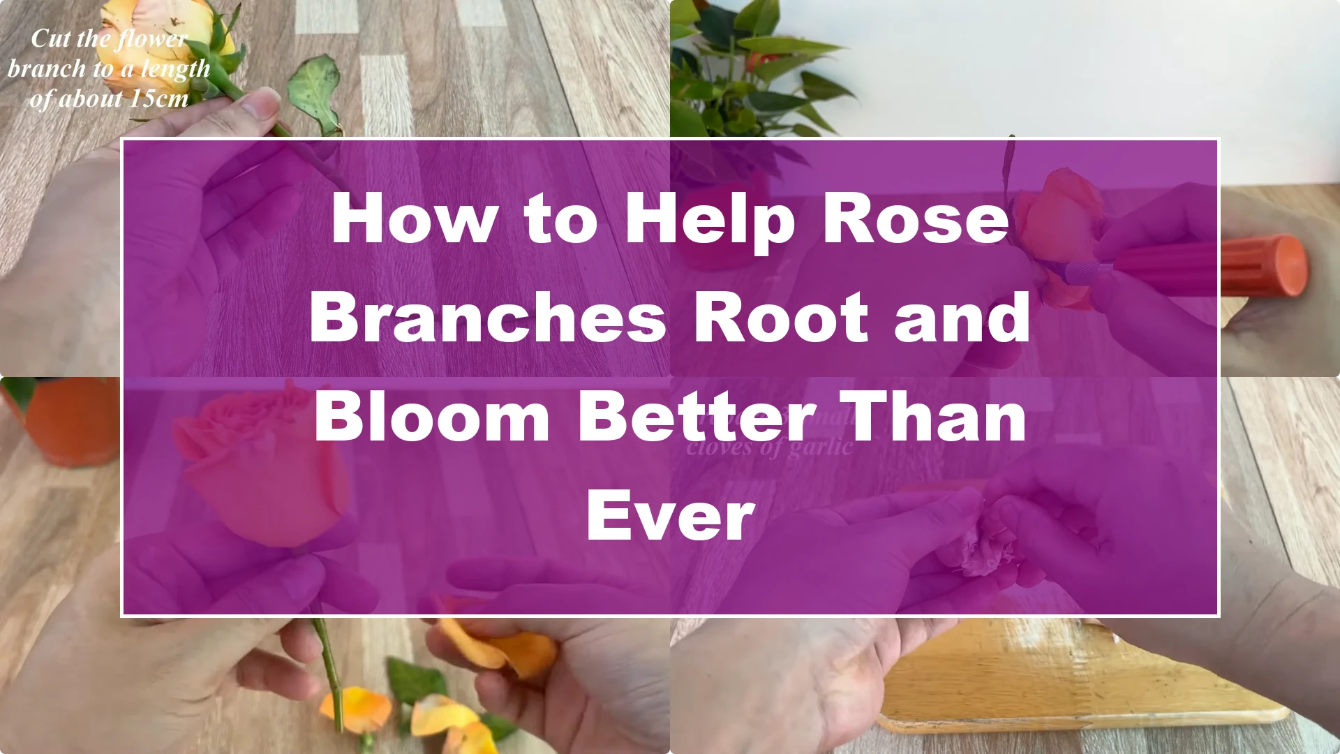 How to Help Rose Branches Root and Bloom Better Than Ever - Featured Image