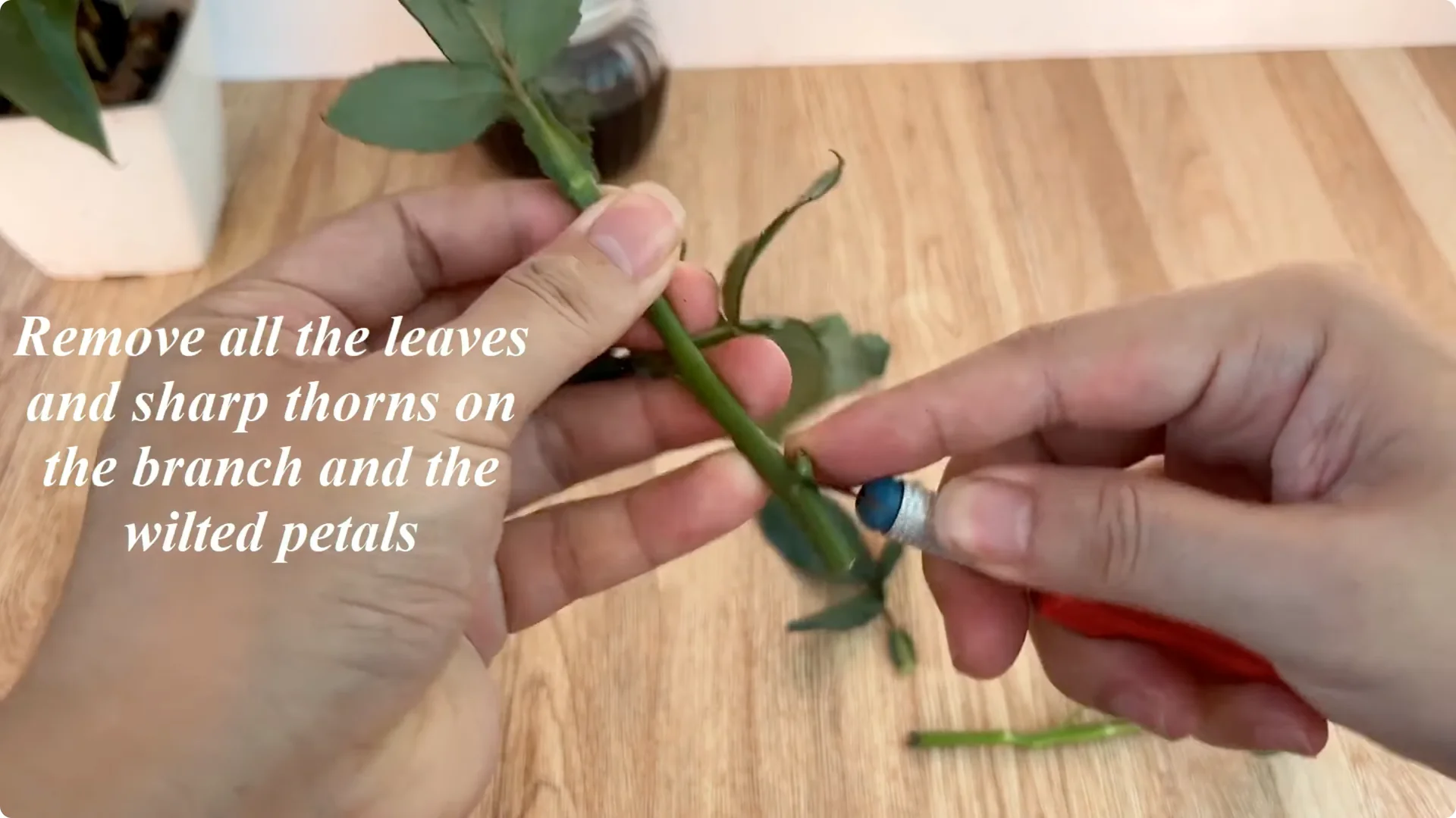 How to Propagate Roses Easily at Home screenshot 2