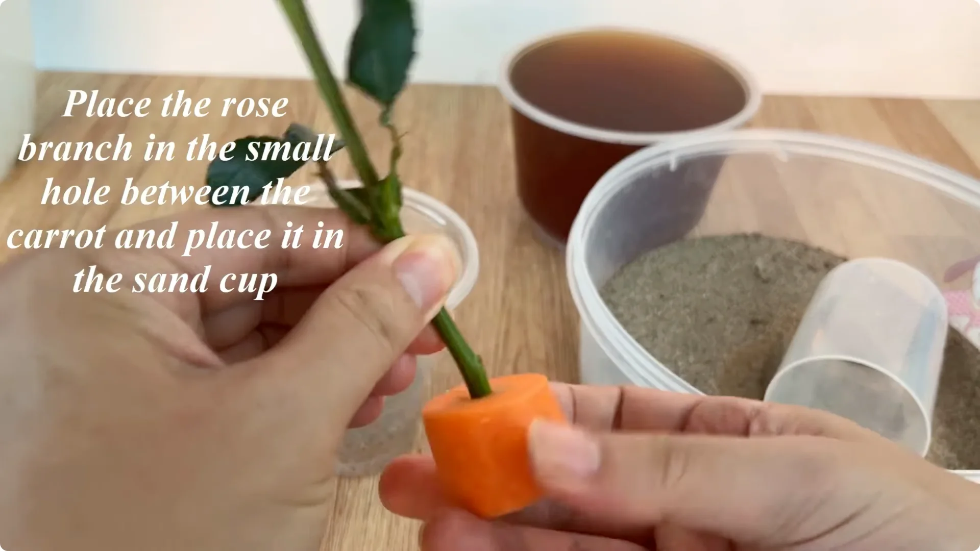 How to Propagate Roses Easily at Home screenshot 6