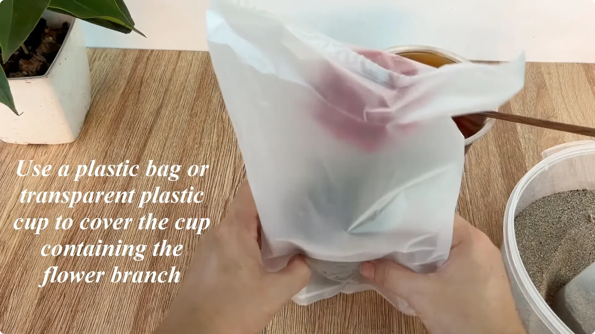 How to Propagate Roses Easily at Home screenshot 7