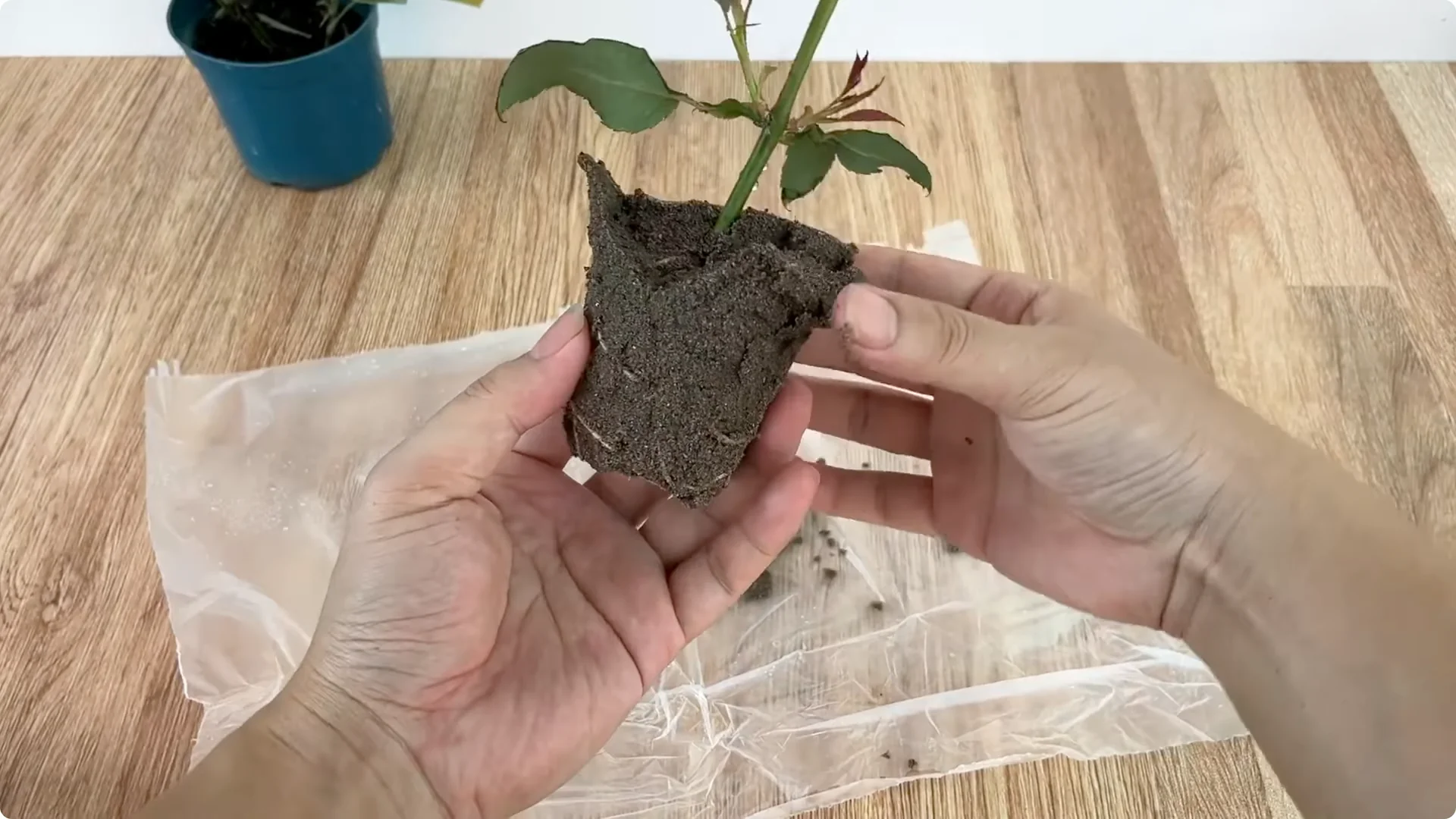 How to Propagate Roses Easily at Home screenshot 8
