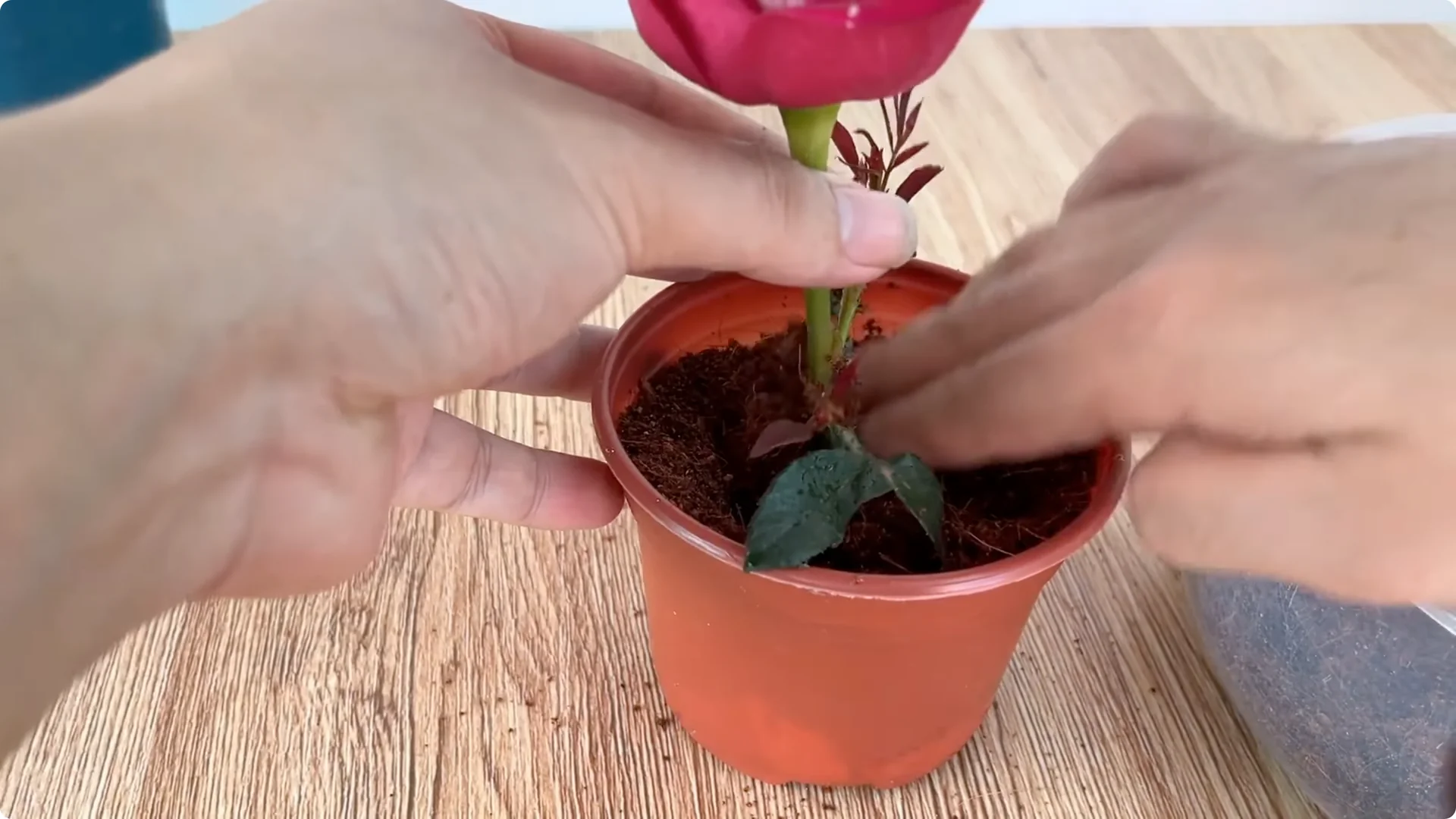 How to Propagate Roses Easily at Home screenshot 9