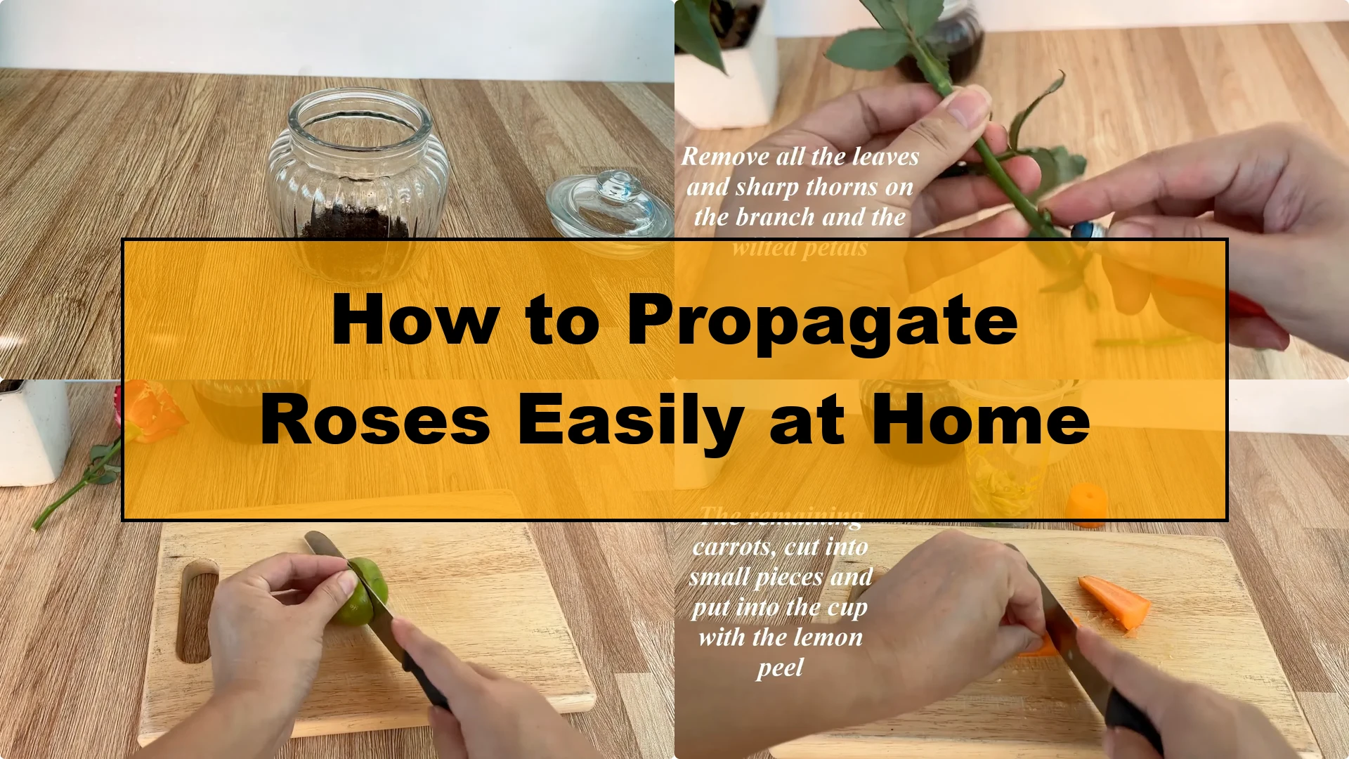 How to Propagate Roses Easily at Home - Featured Image