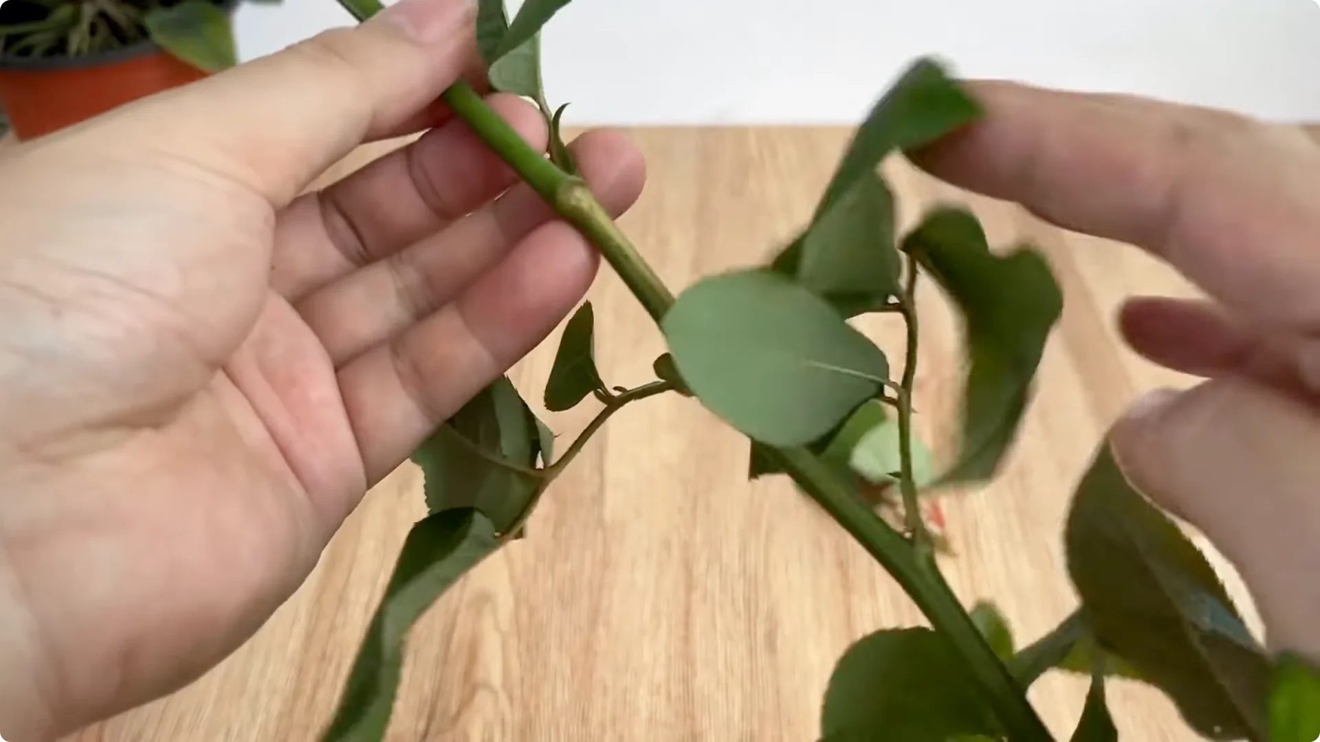How to Propagate Roses with Coca: 3 Easy Steps Explained screenshot 1