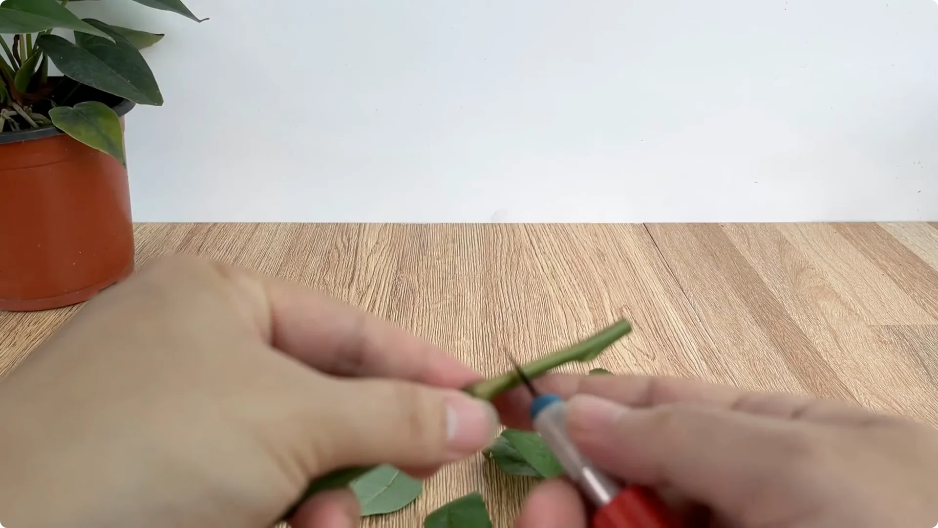 How to Propagate Roses with Coca: 3 Easy Steps Explained screenshot 2