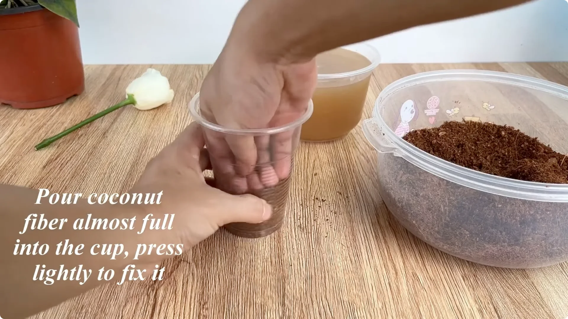 How to Propagate Roses with Coca: 3 Easy Steps Explained screenshot 6