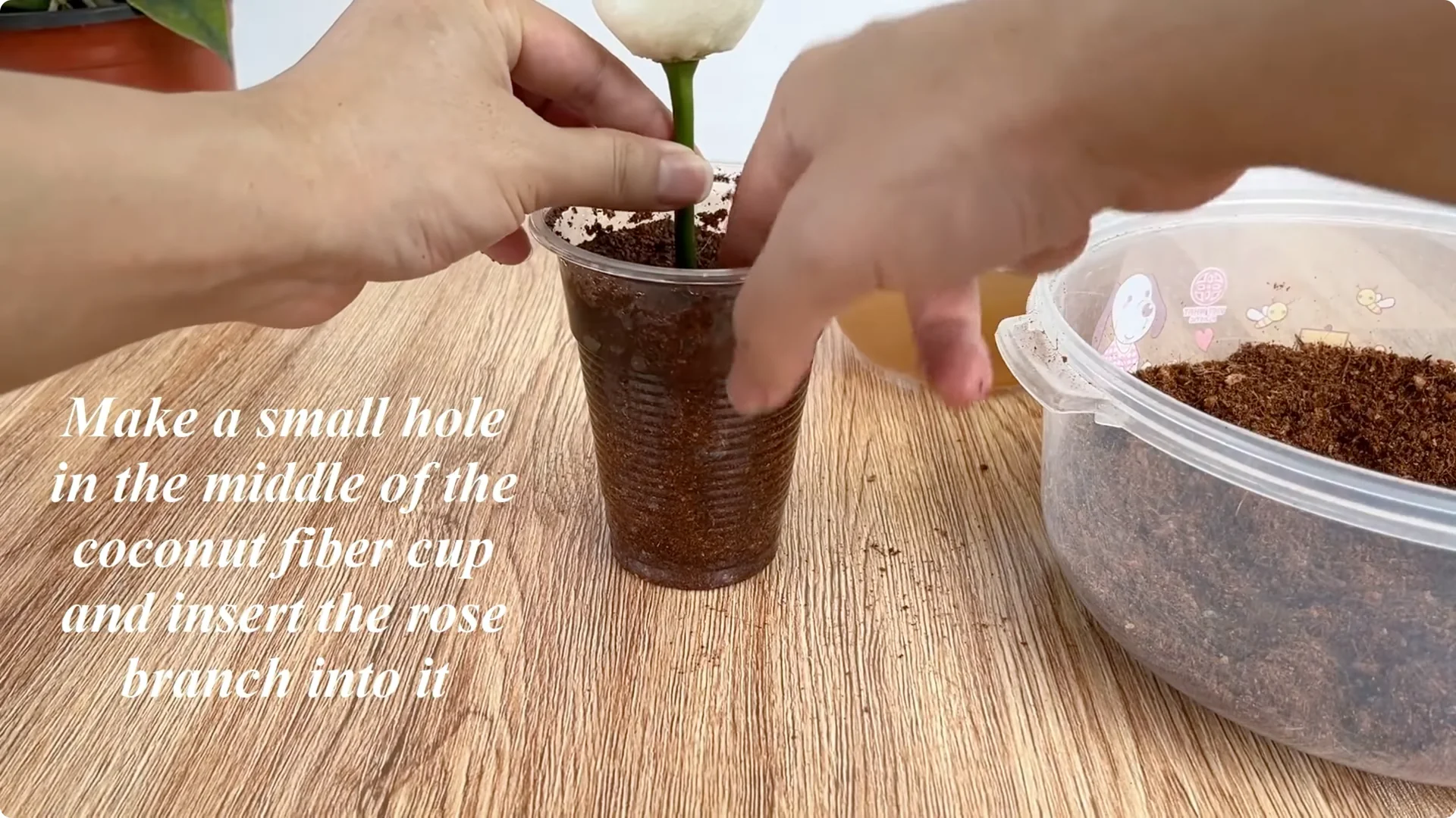 How to Propagate Roses with Coca: 3 Easy Steps Explained screenshot 7
