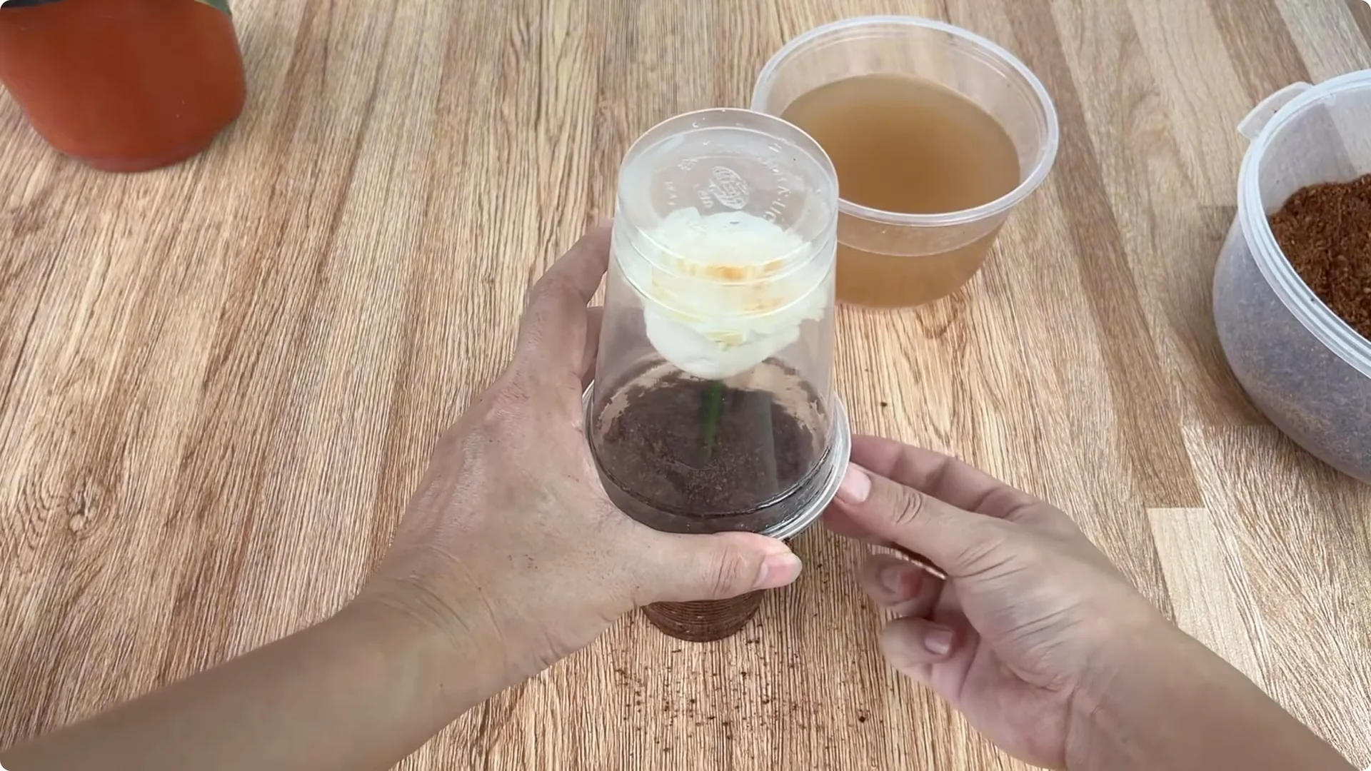 How to Propagate Roses with Coca: 3 Easy Steps Explained screenshot 8