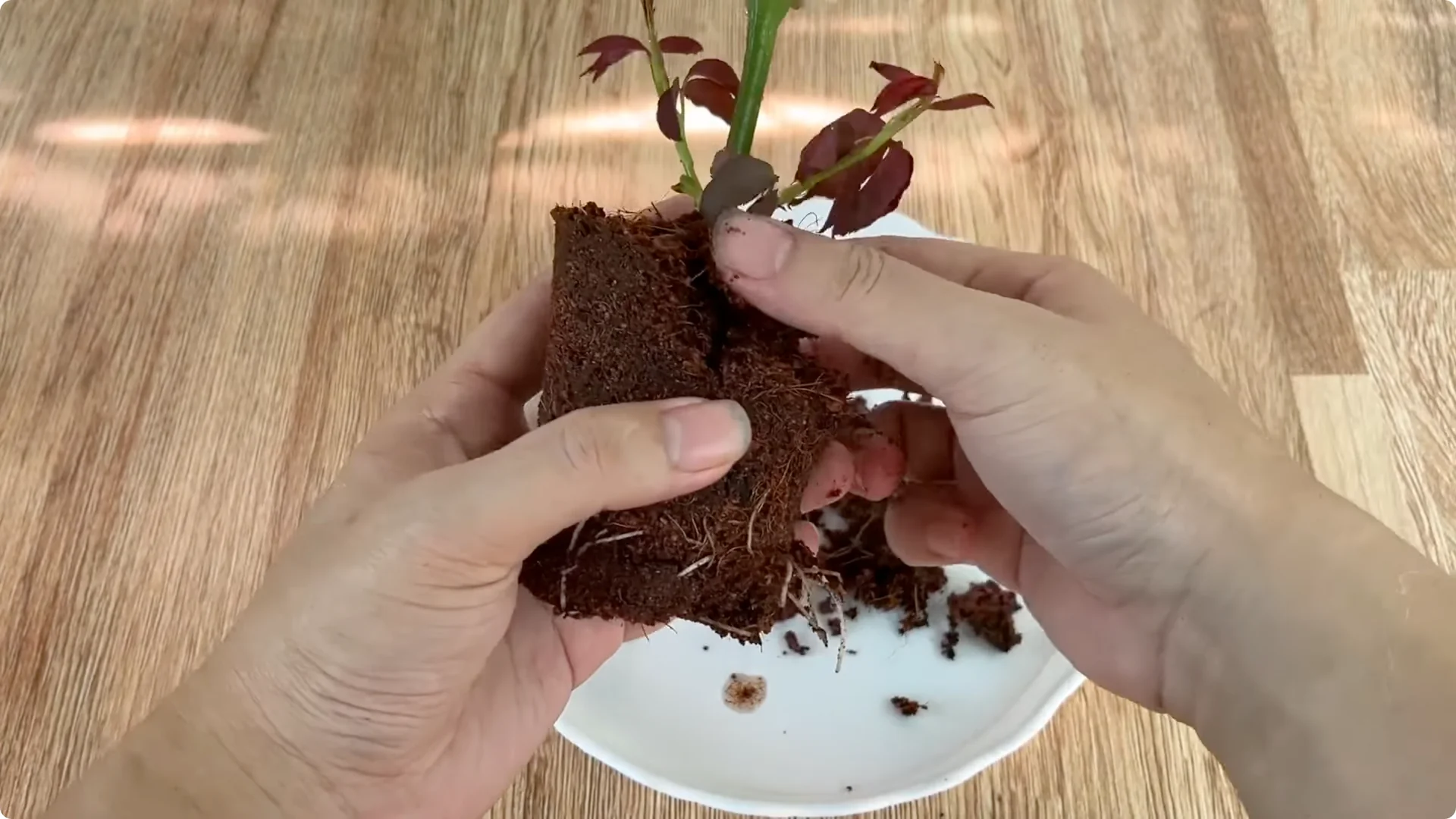 How to Propagate Roses with Coca: 3 Easy Steps Explained screenshot 9