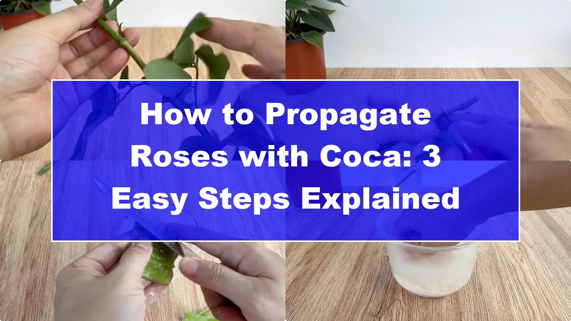 How to Propagate Roses with Coca: 3 Easy Steps Explained - Featured Image