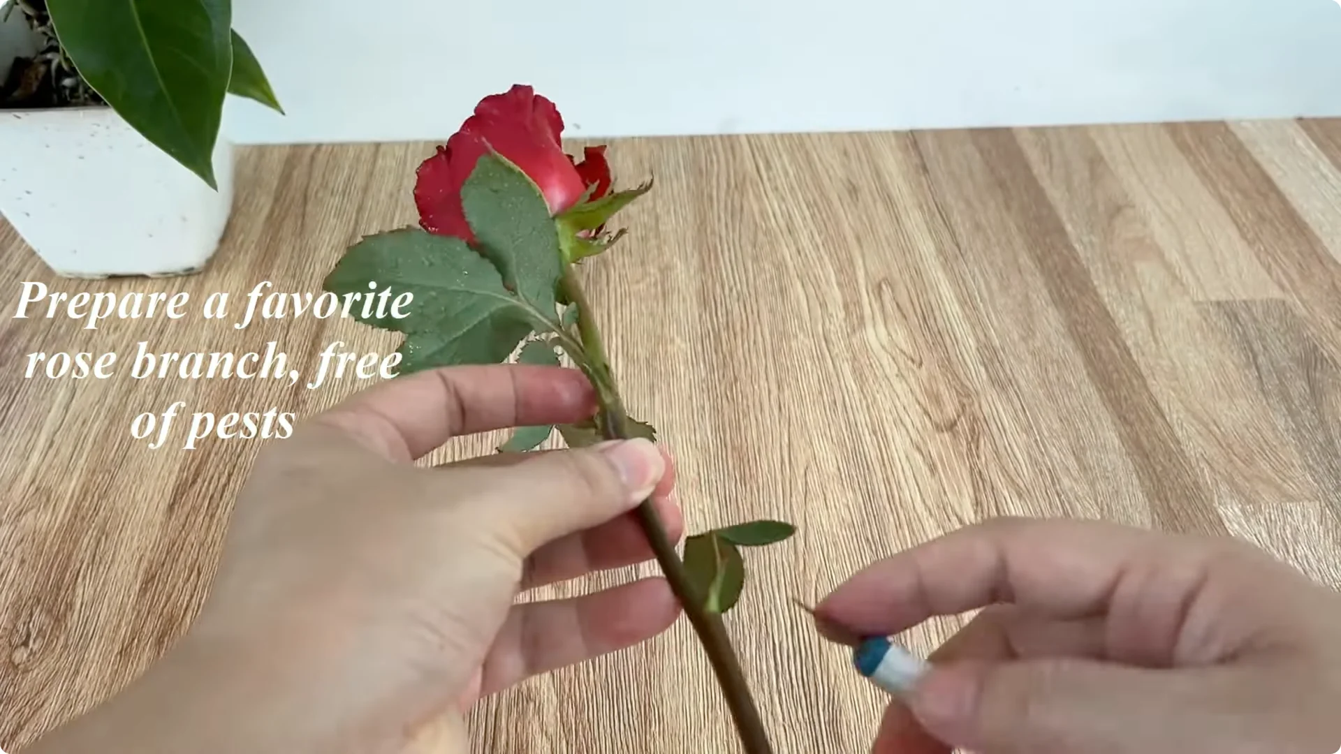 The Easy Trick I Use to Propagate All Types of Roses screenshot 1