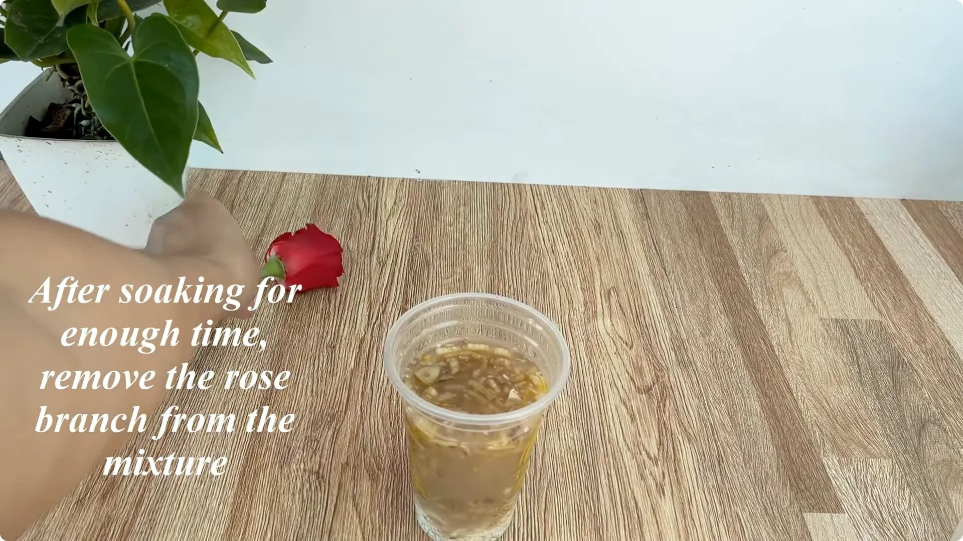 The Easy Trick I Use to Propagate All Types of Roses screenshot 4