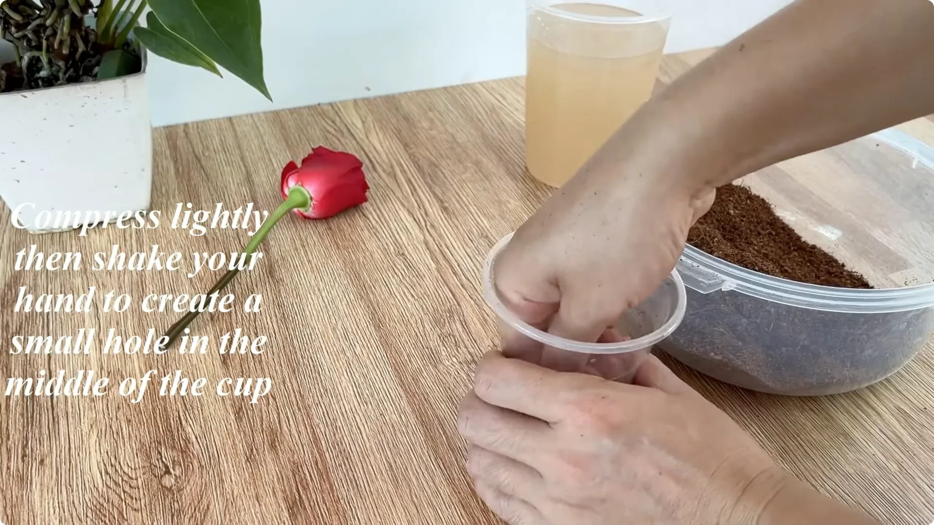 The Easy Trick I Use to Propagate All Types of Roses screenshot 5